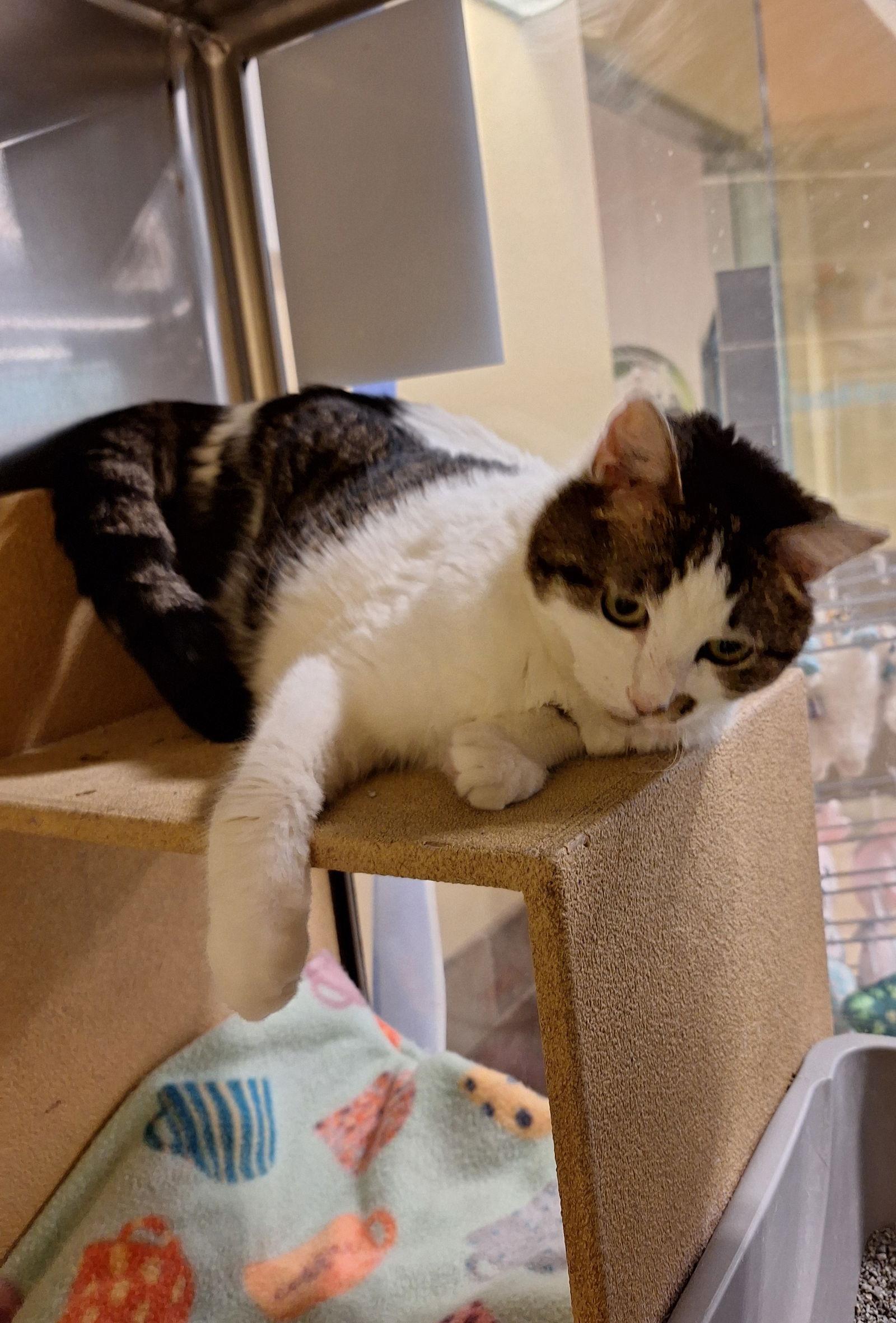 Enlarge Holly, a Adoptable Domestic Medium Hair in Herndon, VA image 2/3