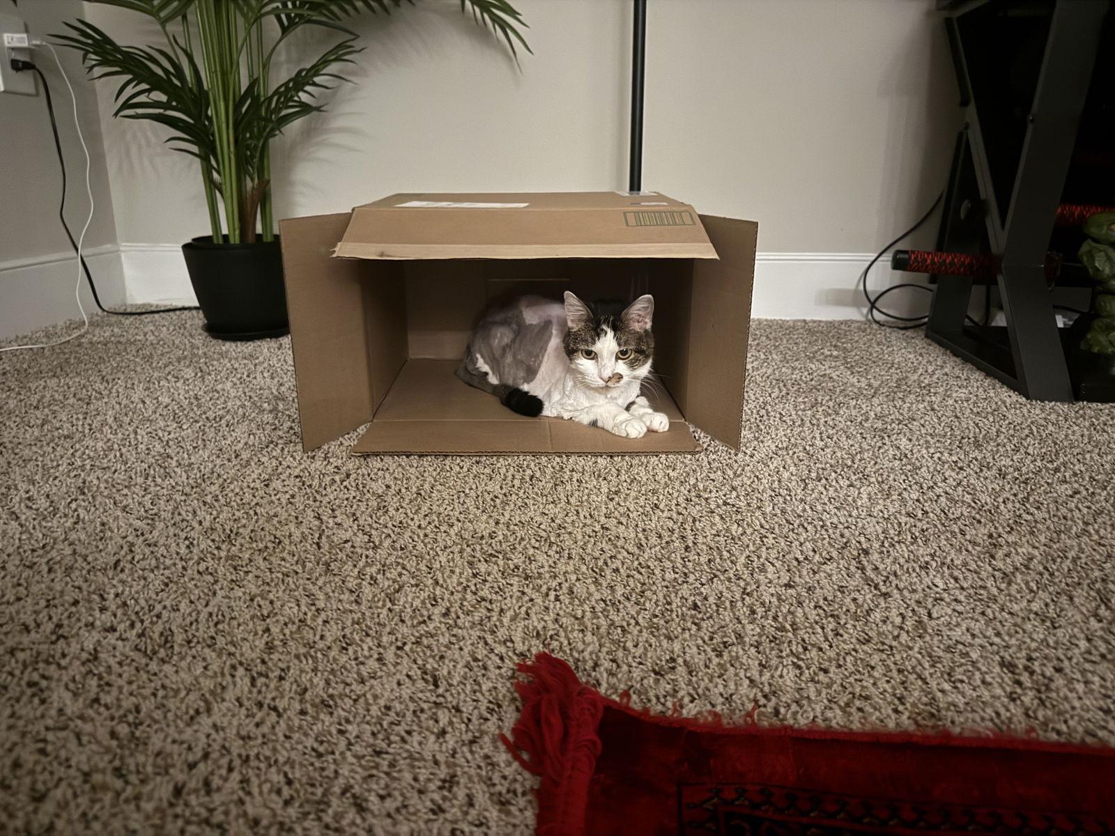 Enlarge Holly, a Adoptable Domestic Medium Hair in Herndon, VA image 3/3