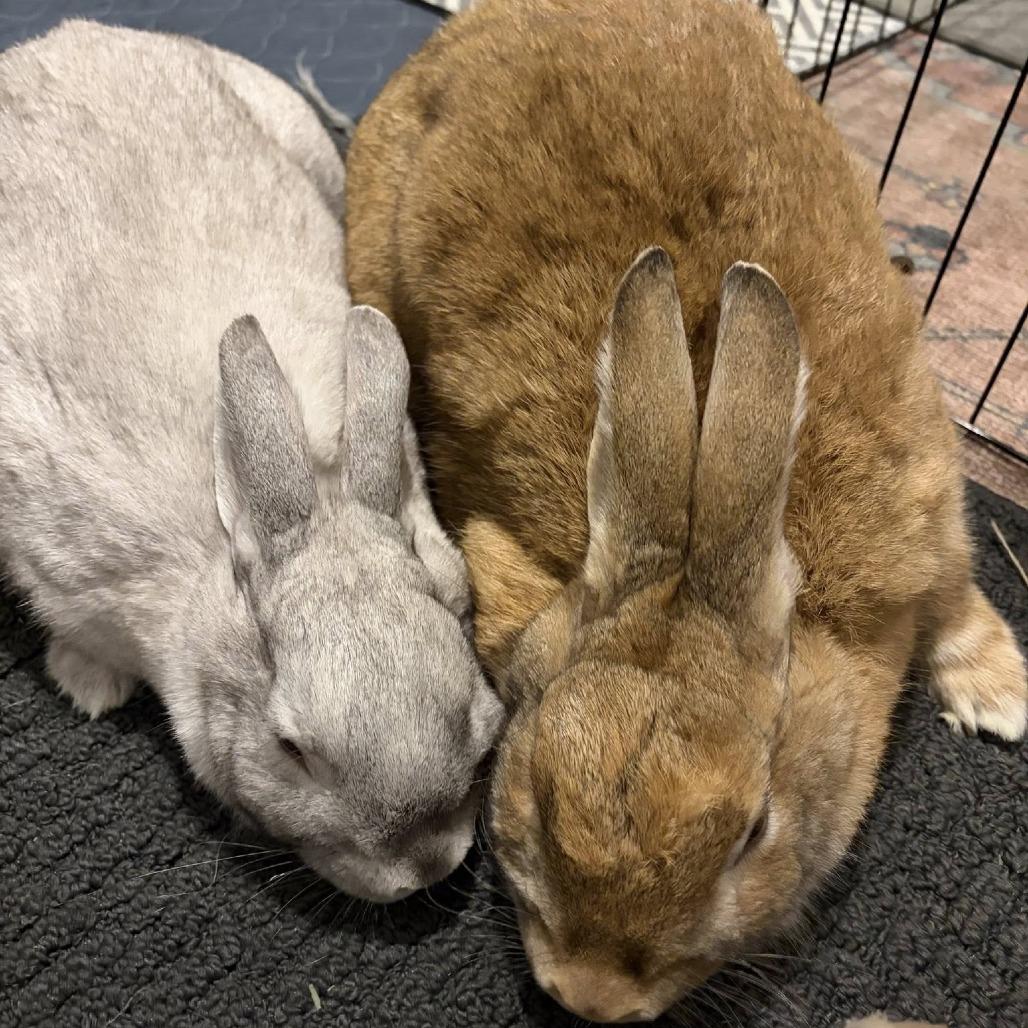 Chicago, Adoptable, Adult Female Bunny Rabbit.