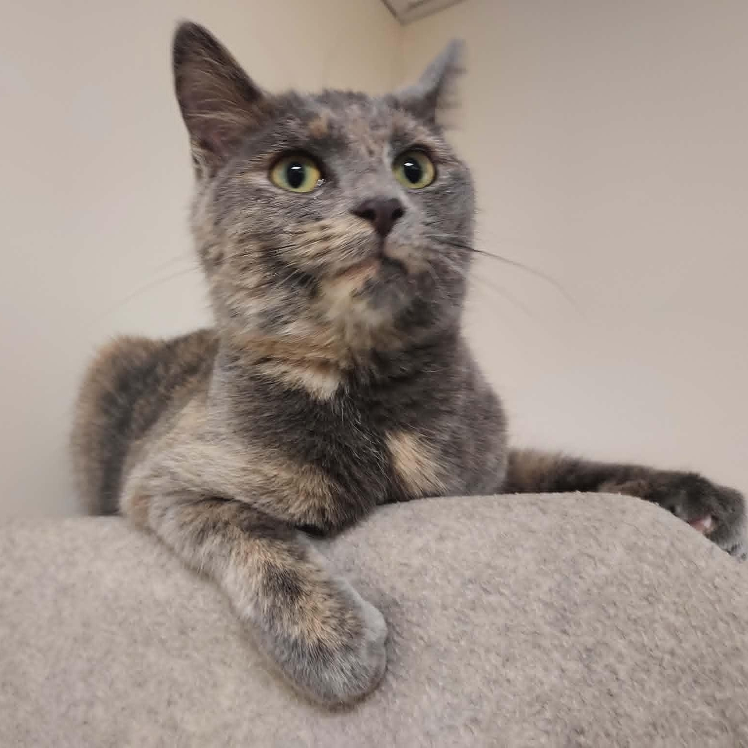 Claire, a ADOPTABLE Domestic Short Hair in Falls Creek, PA image 2/5