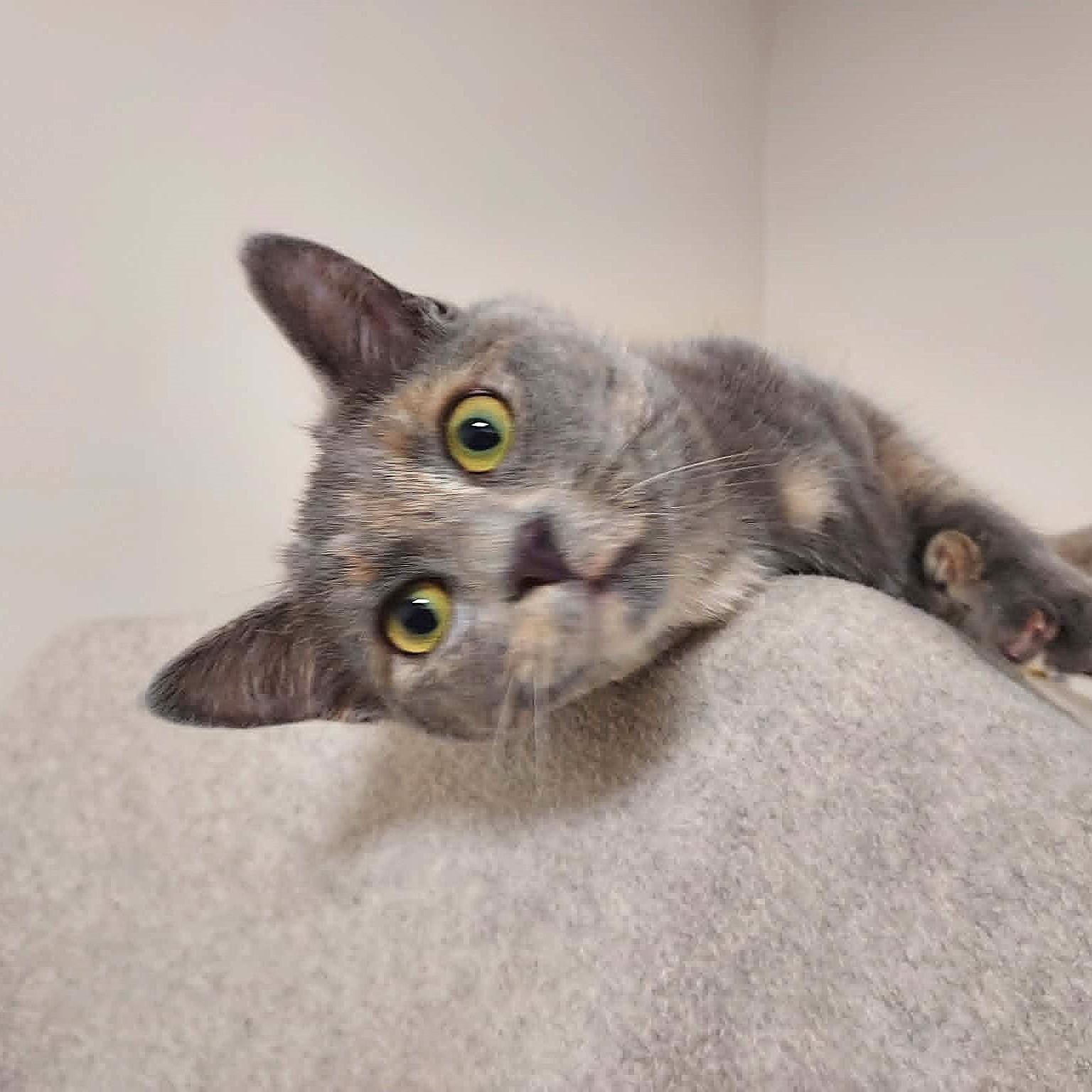 Claire, ADOPTABLE, Young Female Domestic Short Hair.