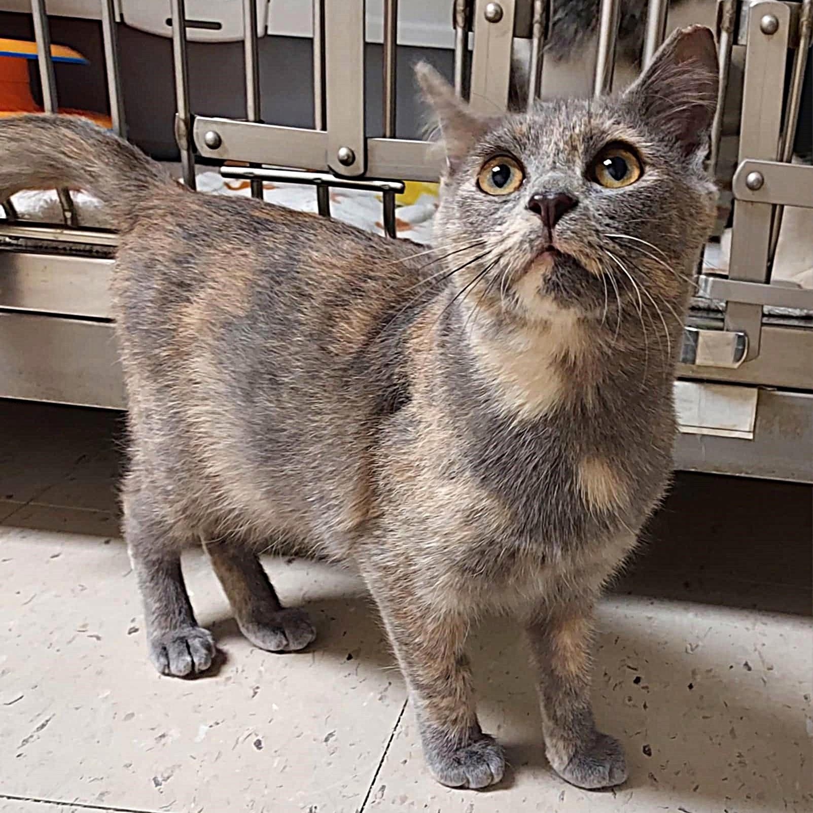Claire, a ADOPTABLE Domestic Short Hair in Falls Creek, PA image 4/5