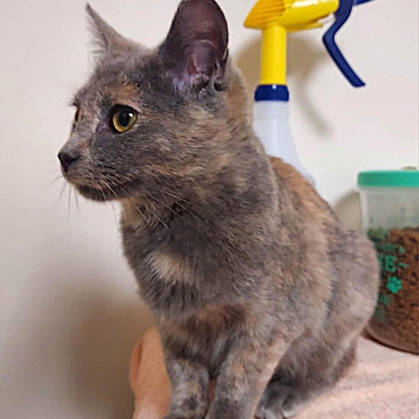 Claire, a ADOPTABLE Domestic Short Hair in Falls Creek, PA image 3/5
