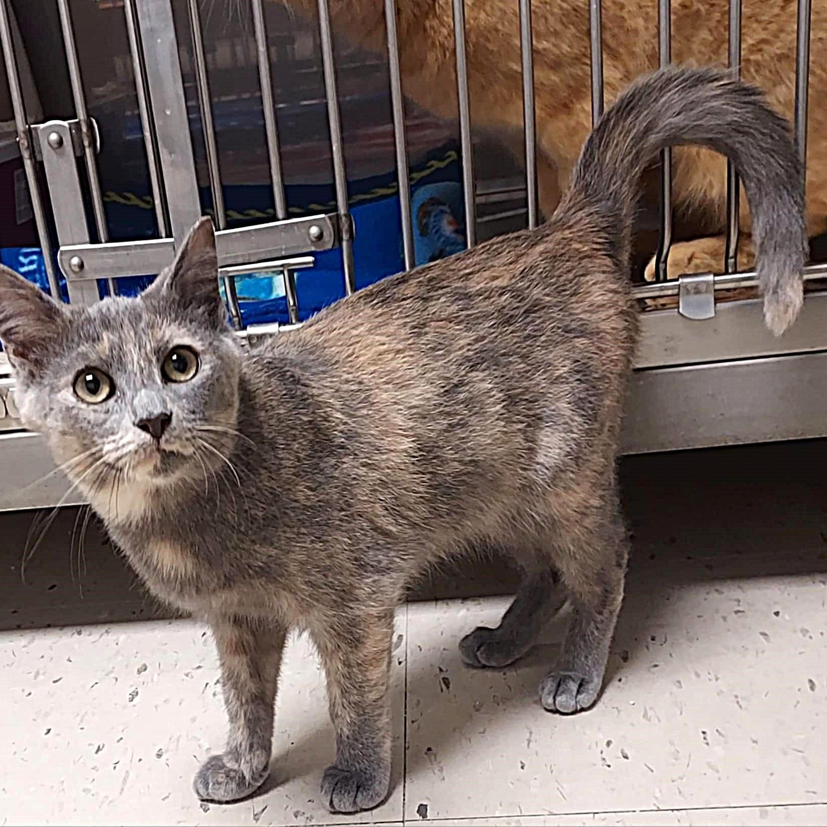 Claire, a ADOPTABLE Domestic Short Hair in Falls Creek, PA image 5/5
