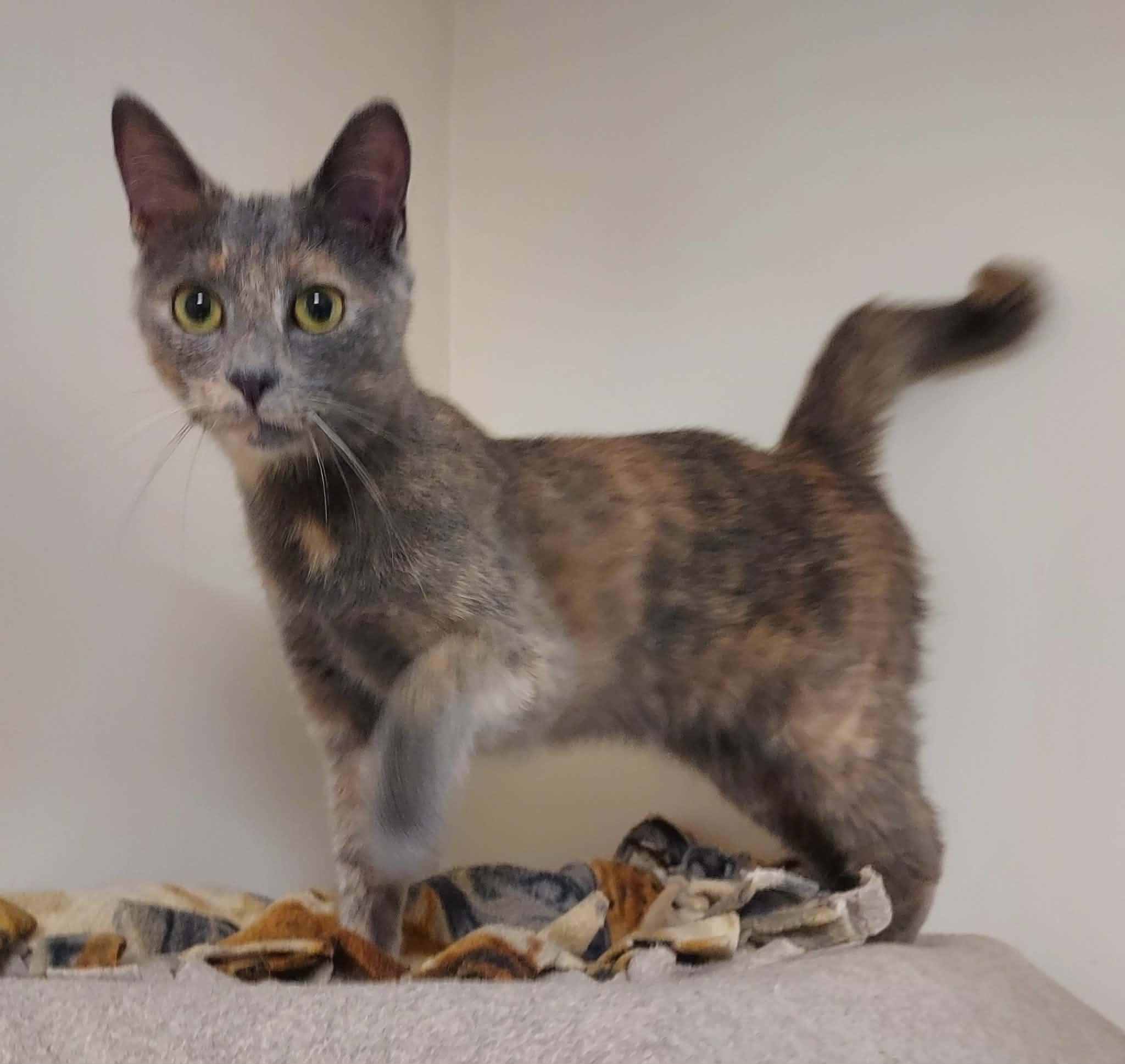 Claire, Adoptable, Young Female Domestic Short Hair.