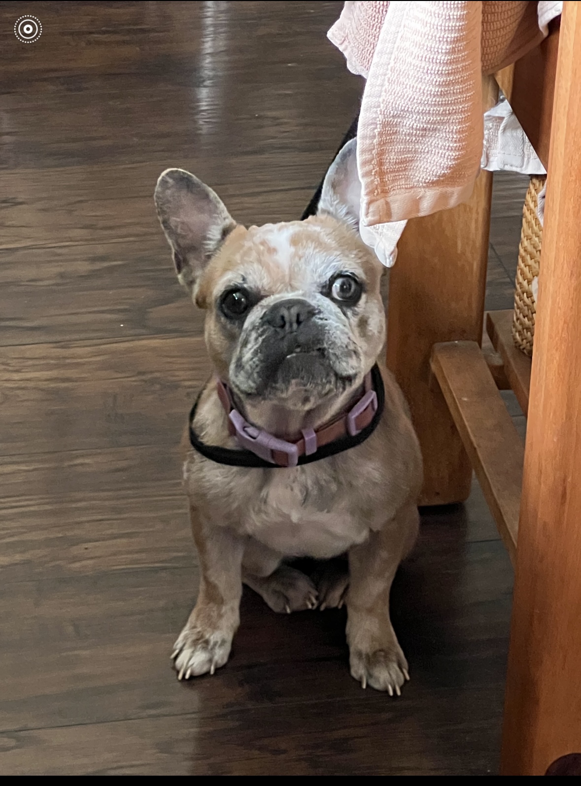 Enlarge Barbie, an adopted French Bulldog in Hayward, CA image 1/6