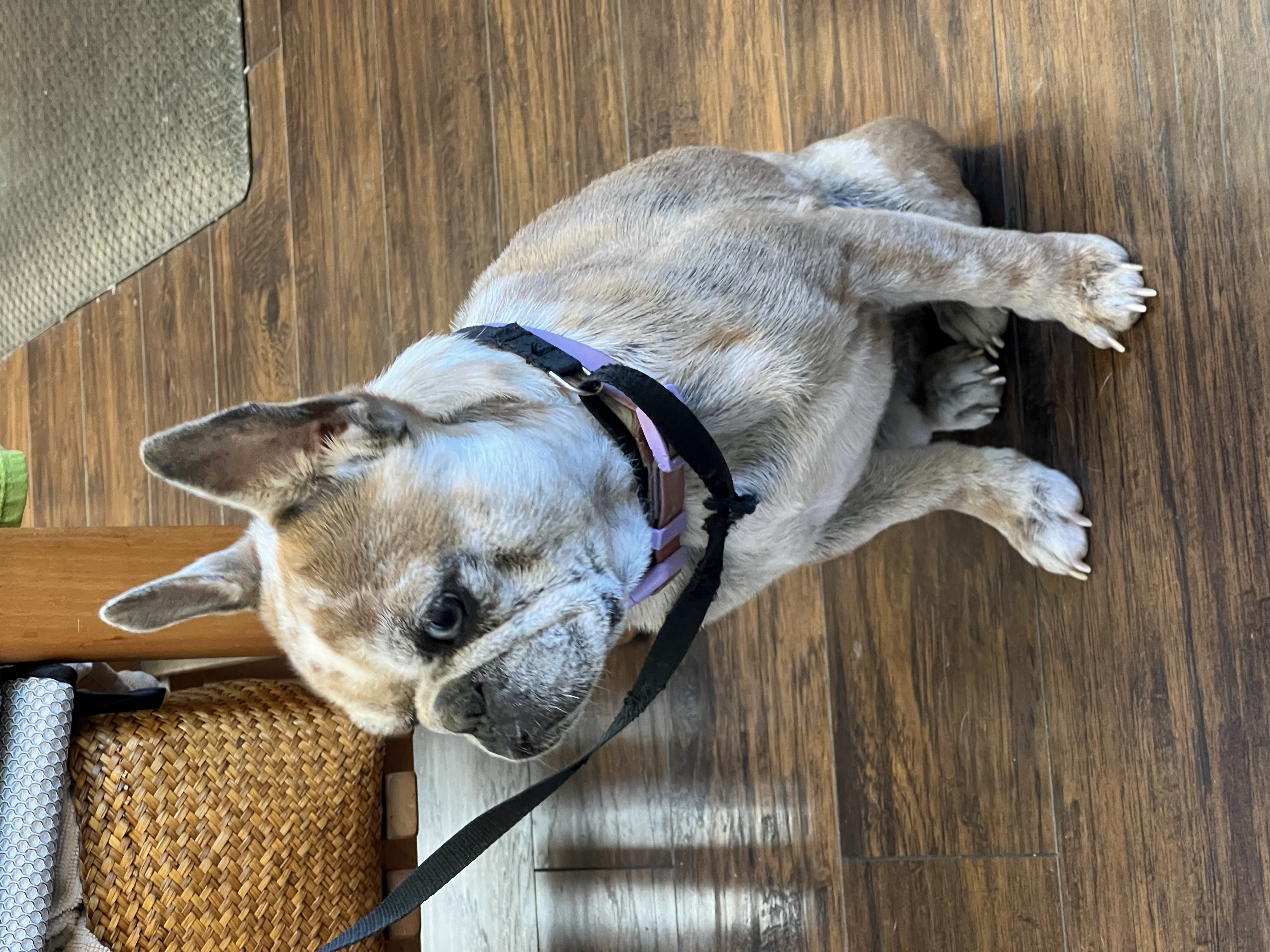 Enlarge Barbie, an adopted French Bulldog in Hayward, CA image 2/6