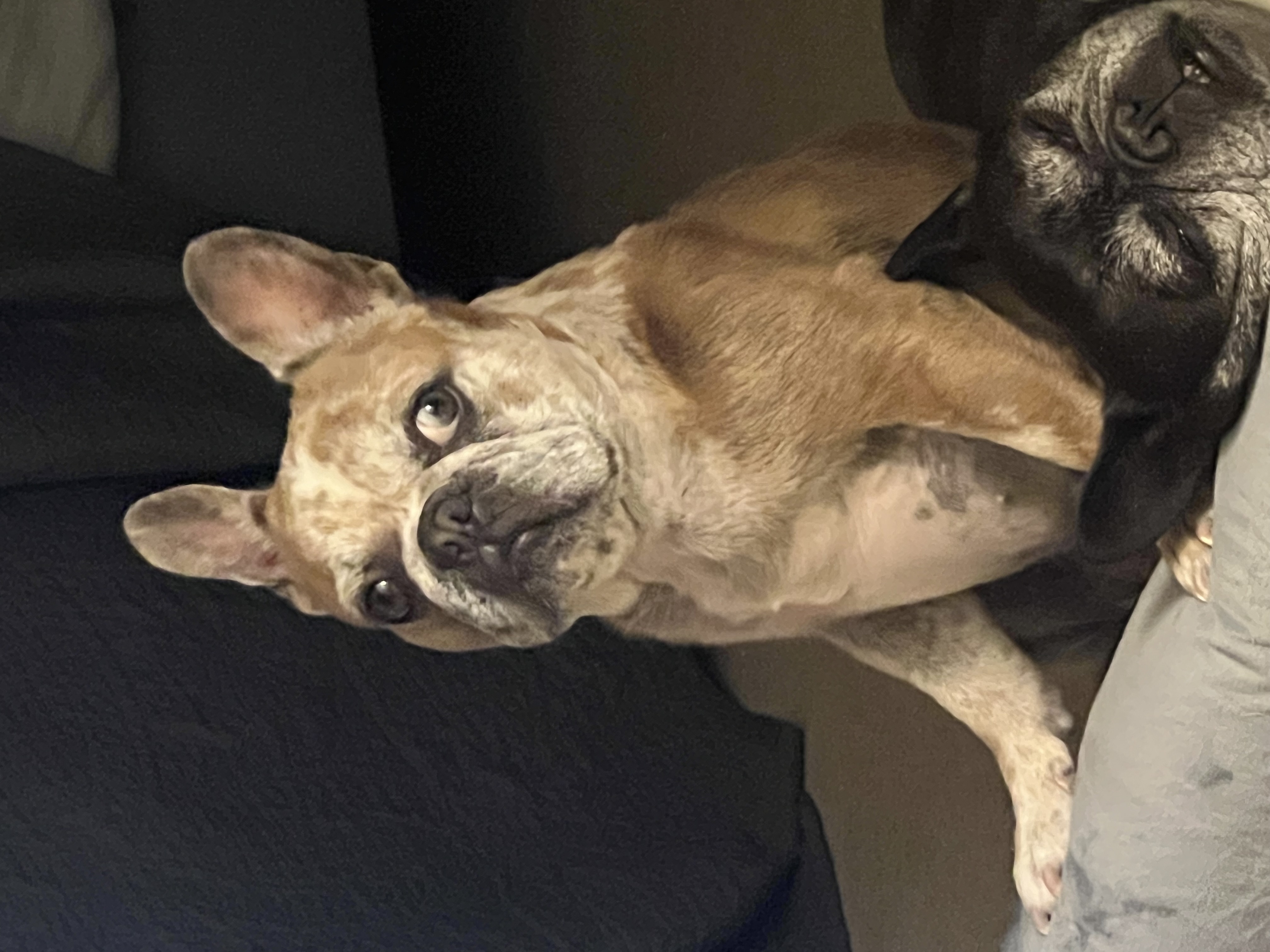 Enlarge Barbie, an adopted French Bulldog in Hayward, CA image 3/6