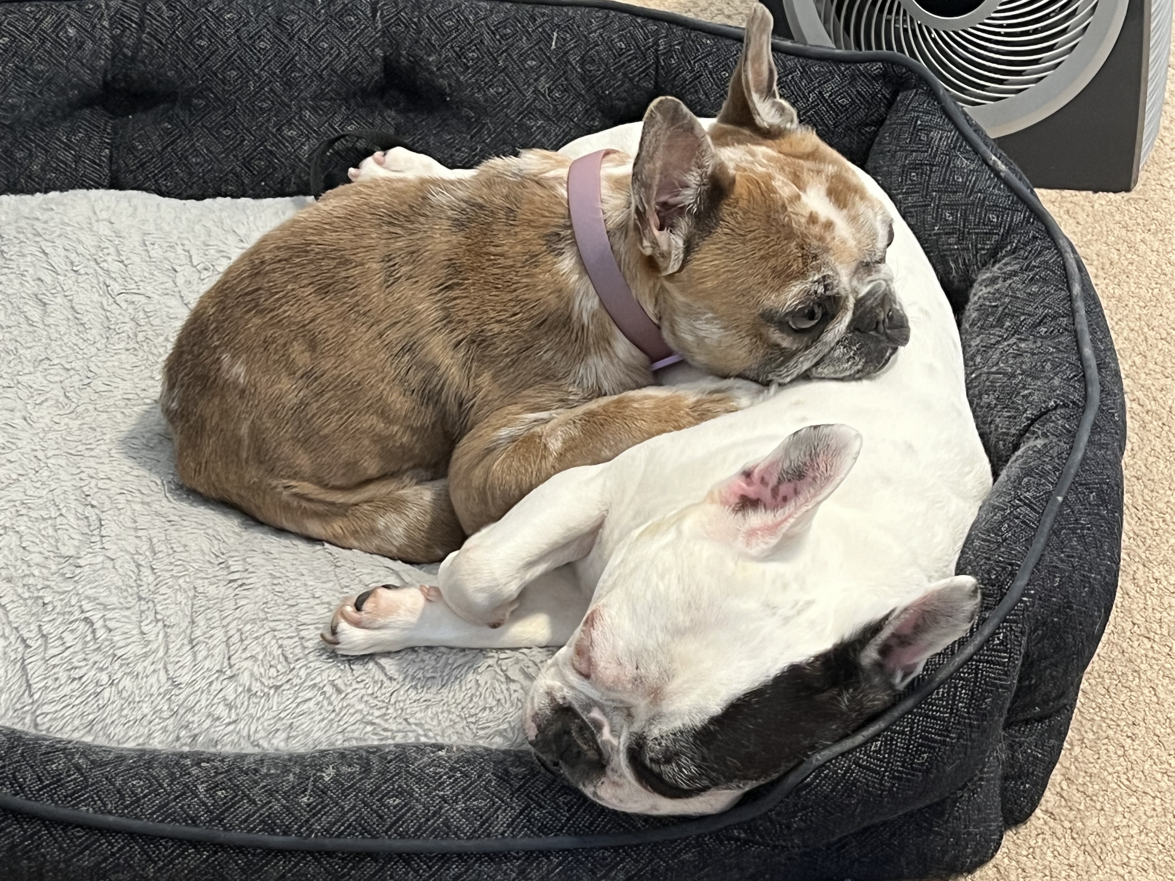 Enlarge Barbie, an adopted French Bulldog in Hayward, CA image 4/6