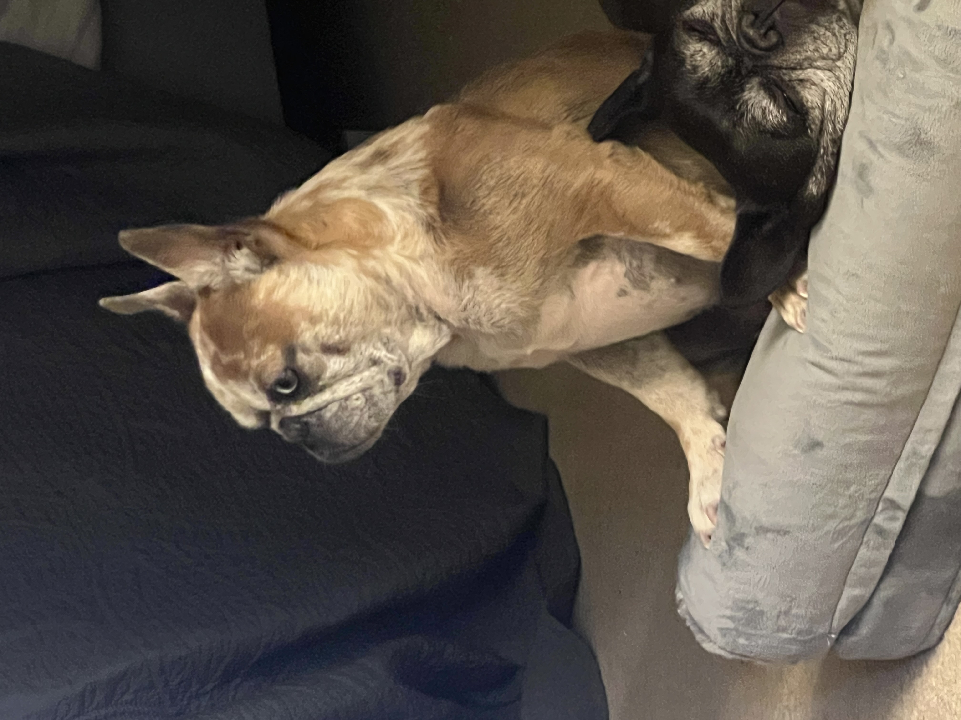 Enlarge Barbie, an adopted French Bulldog in Hayward, CA image 5/6