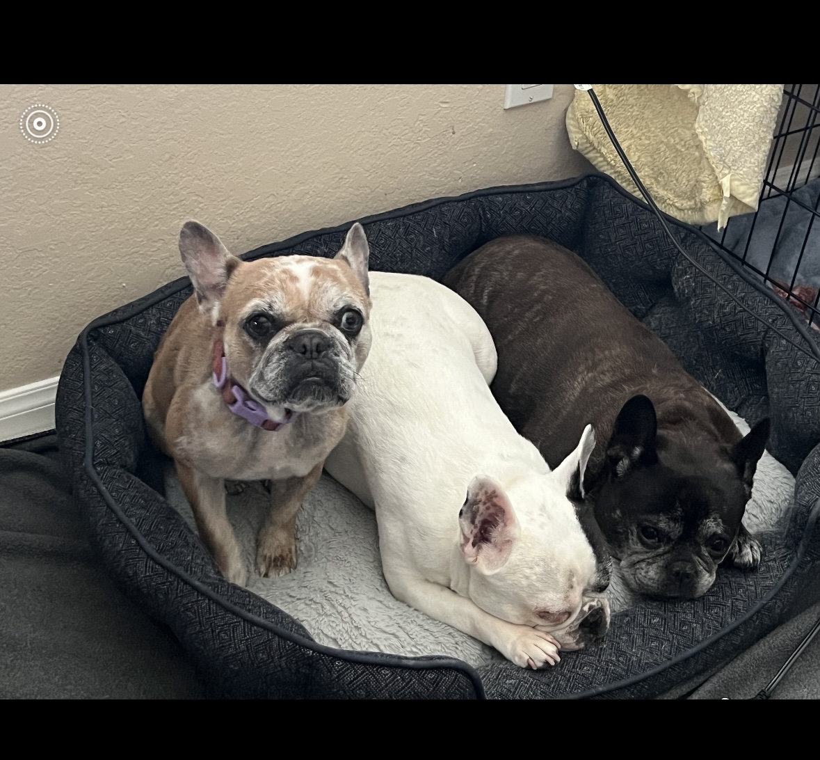 Enlarge Barbie, an adopted French Bulldog in Hayward, CA image 6/6