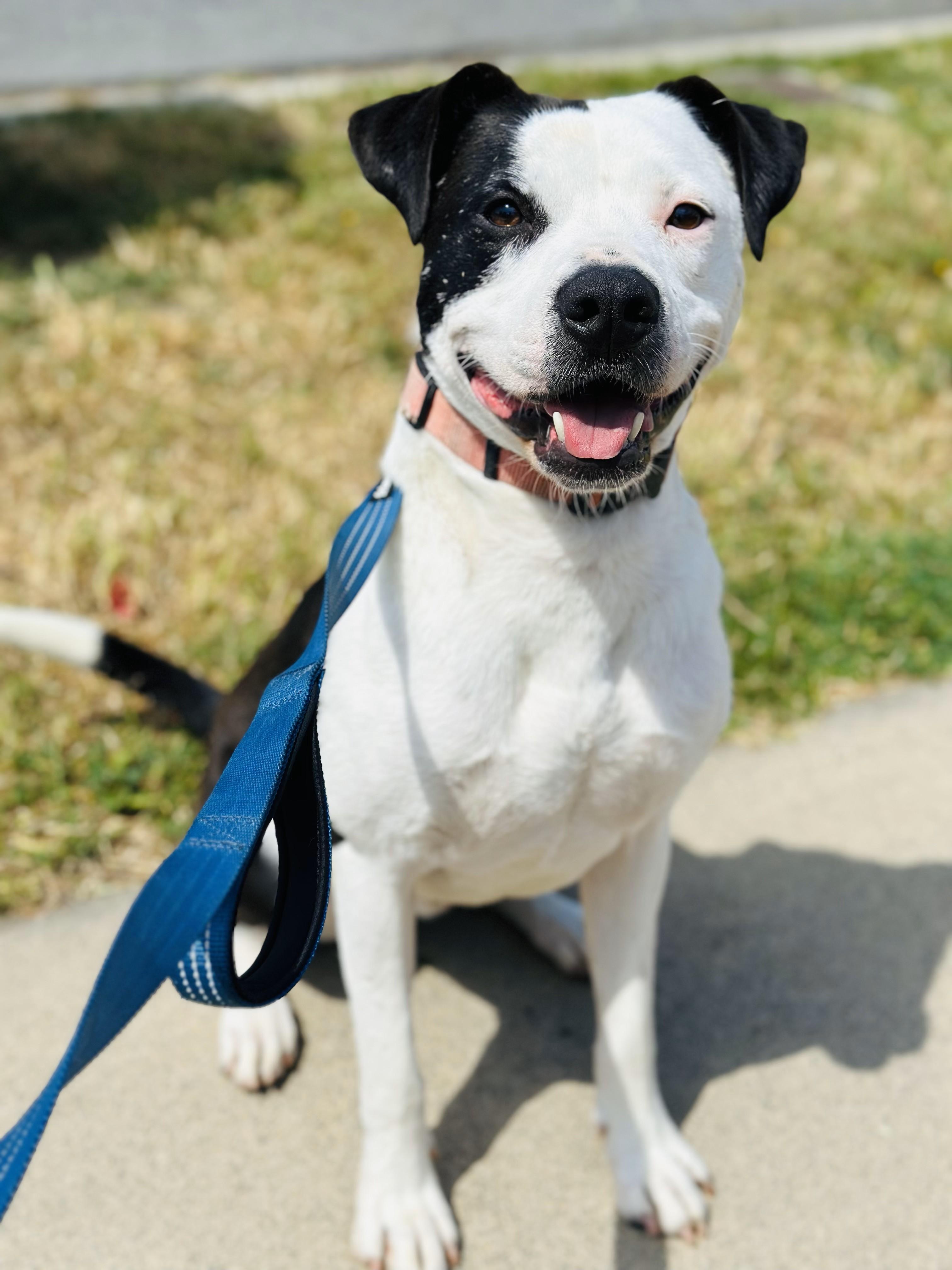 Jasper, Young Male Cattle Dog