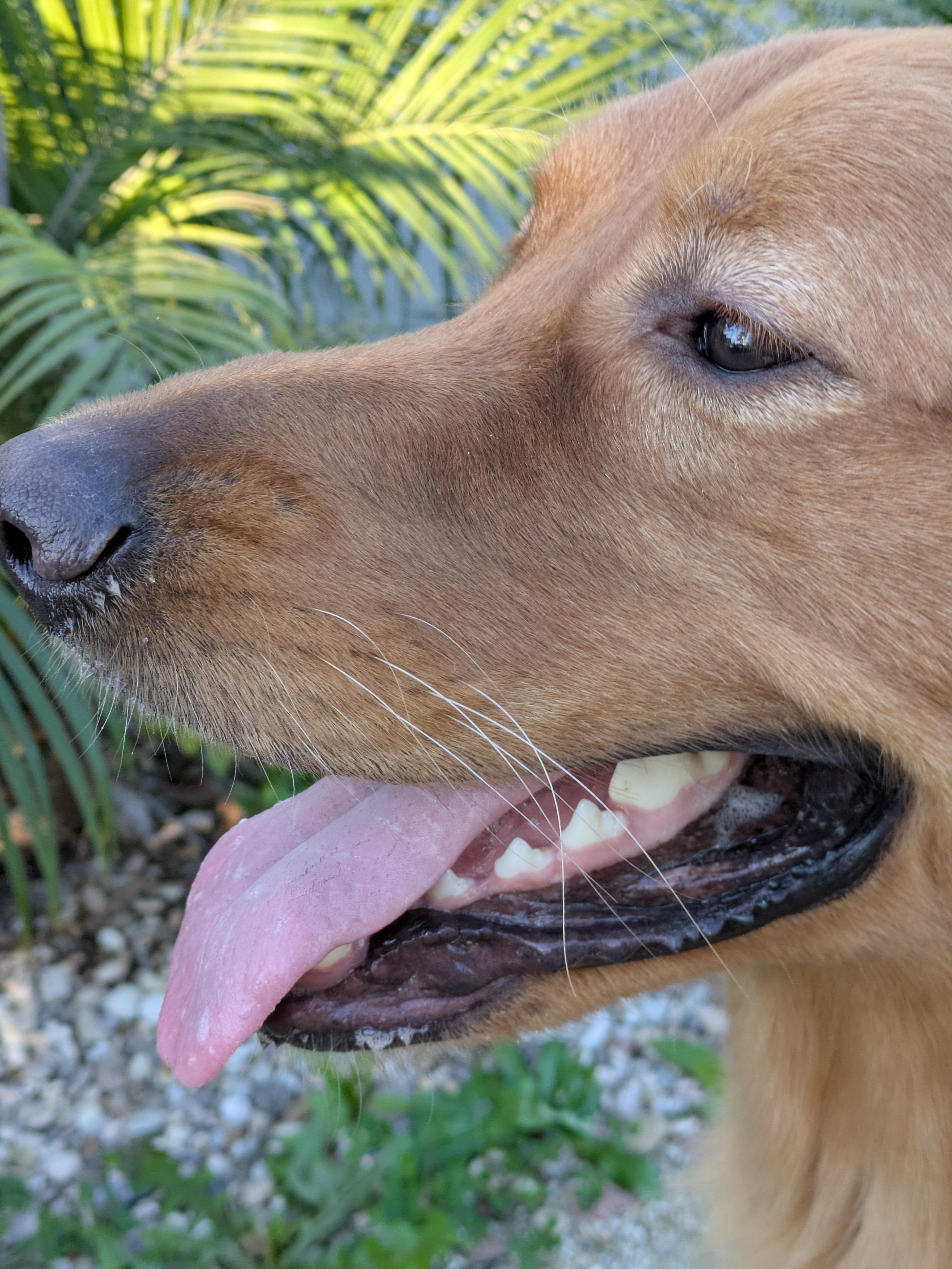 Enlarge Abbott, a ADOPTABLE Golden Retriever in Los Angeles, CA image 5/5