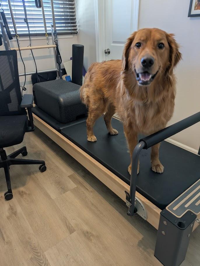 Enlarge Abbott, a ADOPTABLE Golden Retriever in Los Angeles, CA image 2/5