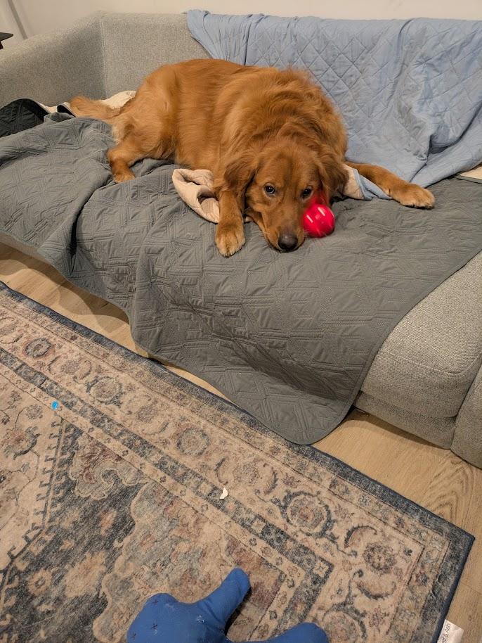 Enlarge Abbott, a ADOPTABLE Golden Retriever in Los Angeles, CA image 4/5