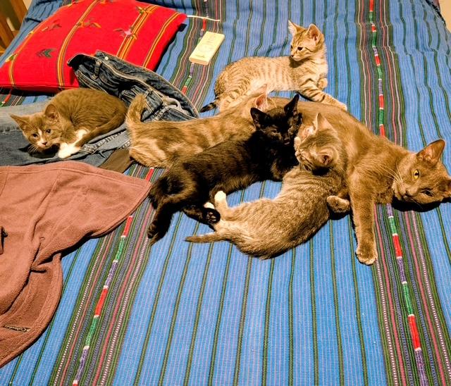 Enlarge Halsey and Hixon , an adopted Domestic Short Hair in Fairfax, VA image 3/6