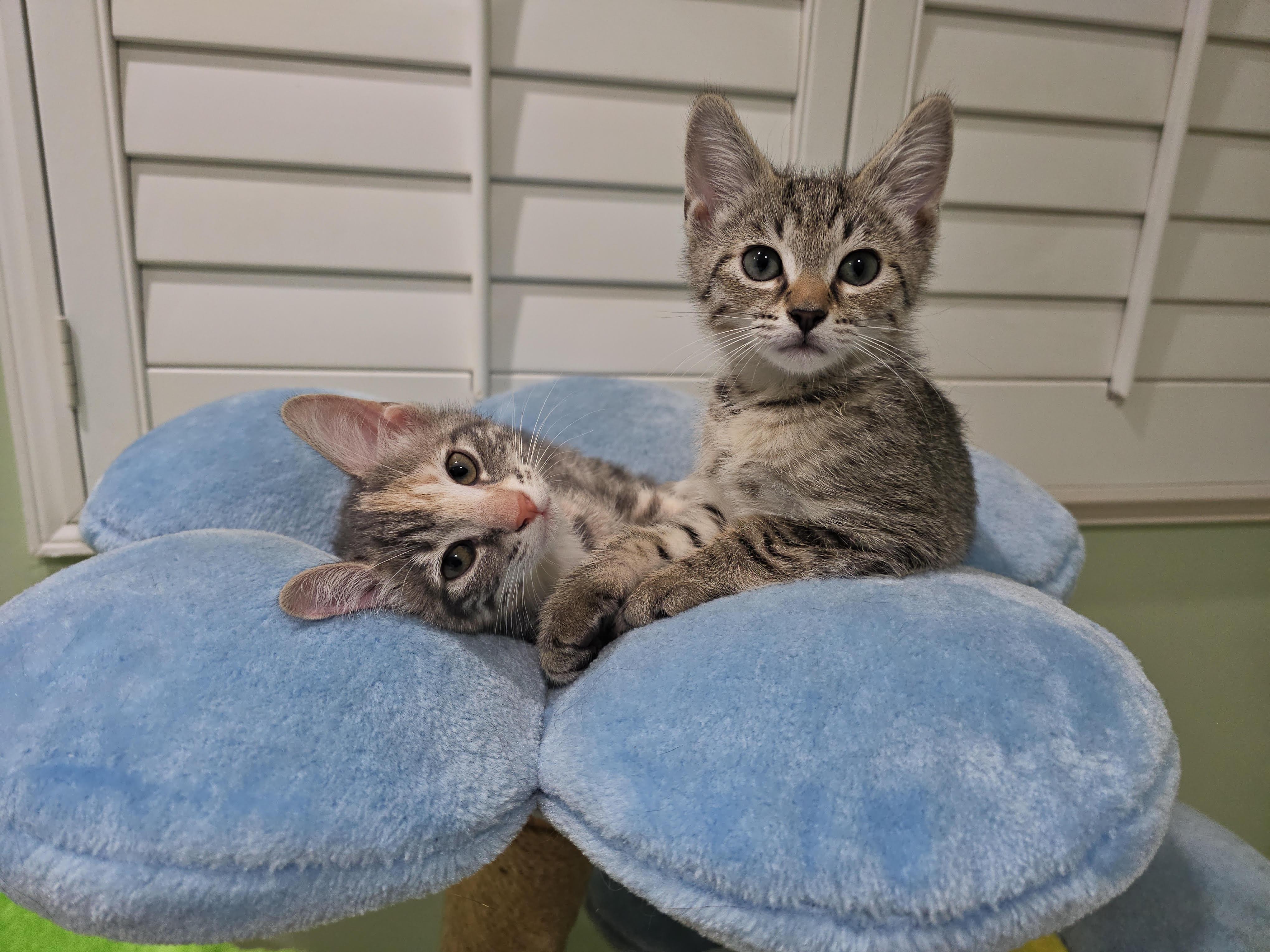 Enlarge Halsey and Hixon , an adopted Domestic Short Hair in Fairfax, VA image 2/6