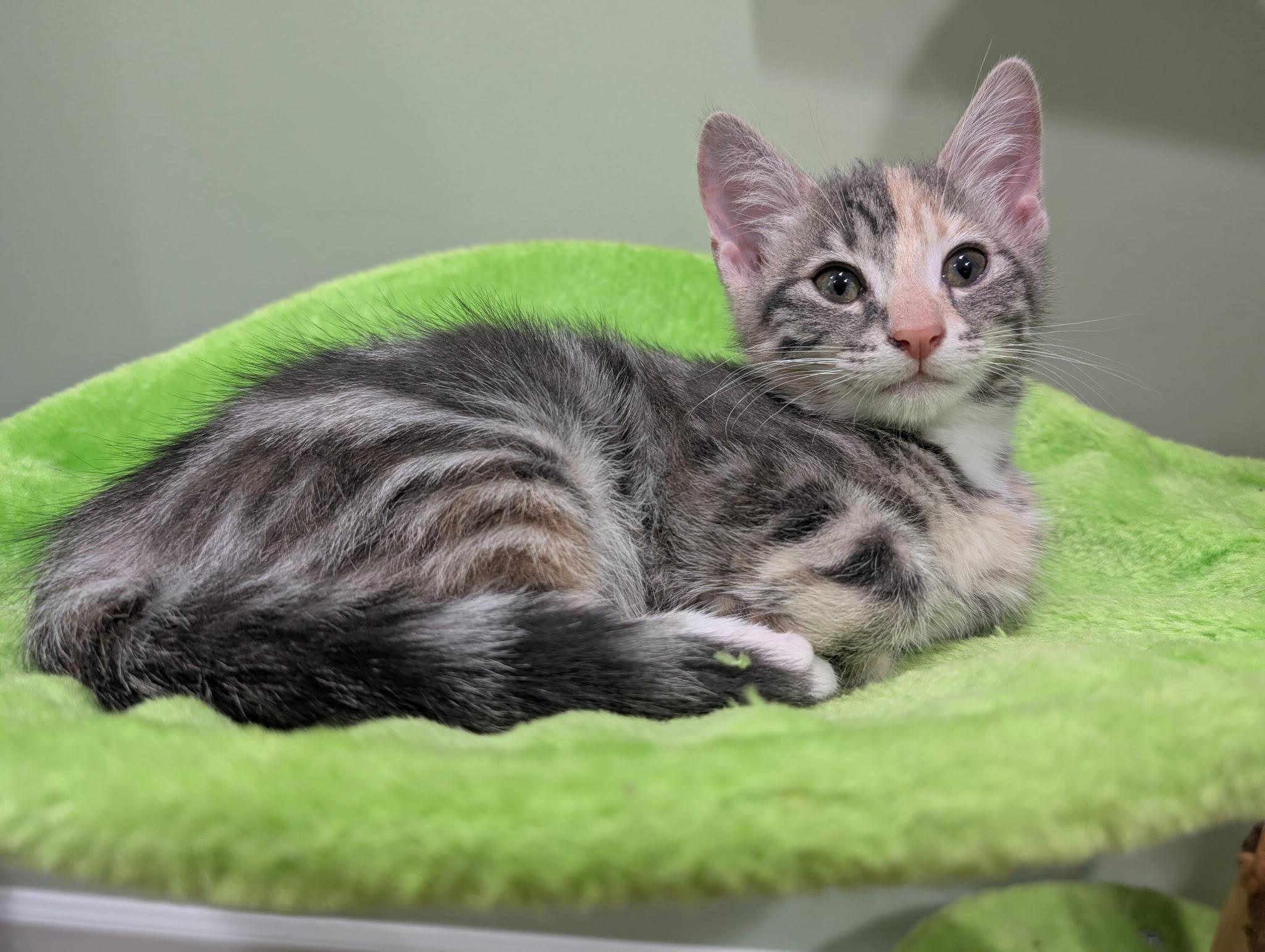 Enlarge Halsey and Hixon , an adopted Domestic Short Hair in Fairfax, VA image 4/6