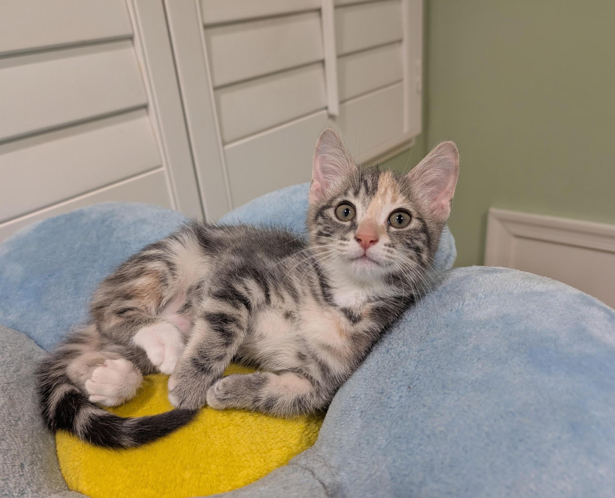 Enlarge Halsey and Hixon , an adopted Domestic Short Hair in Fairfax, VA image 6/6