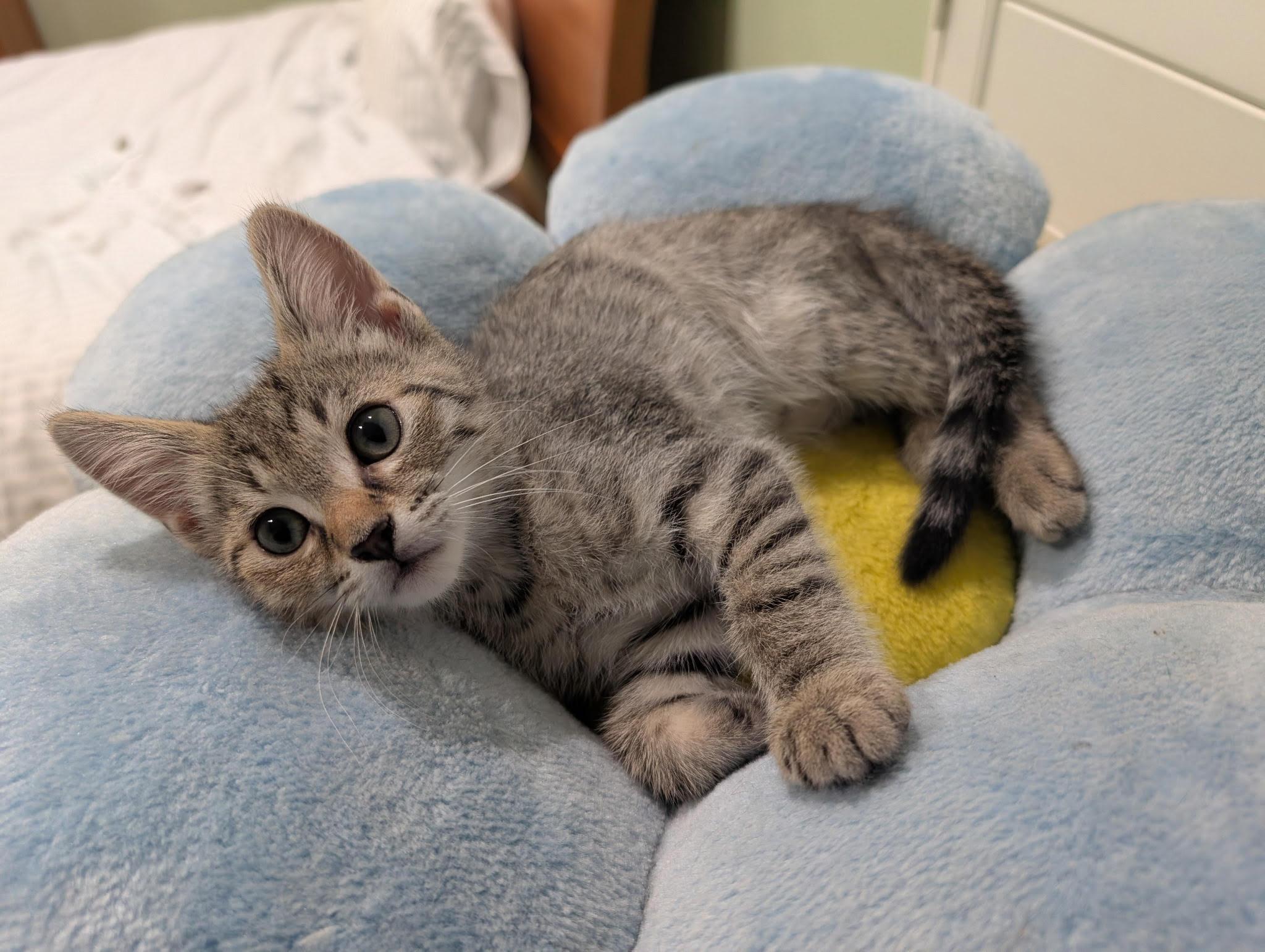 Enlarge Halsey and Hixon , an adopted Domestic Short Hair in Fairfax, VA image 5/6