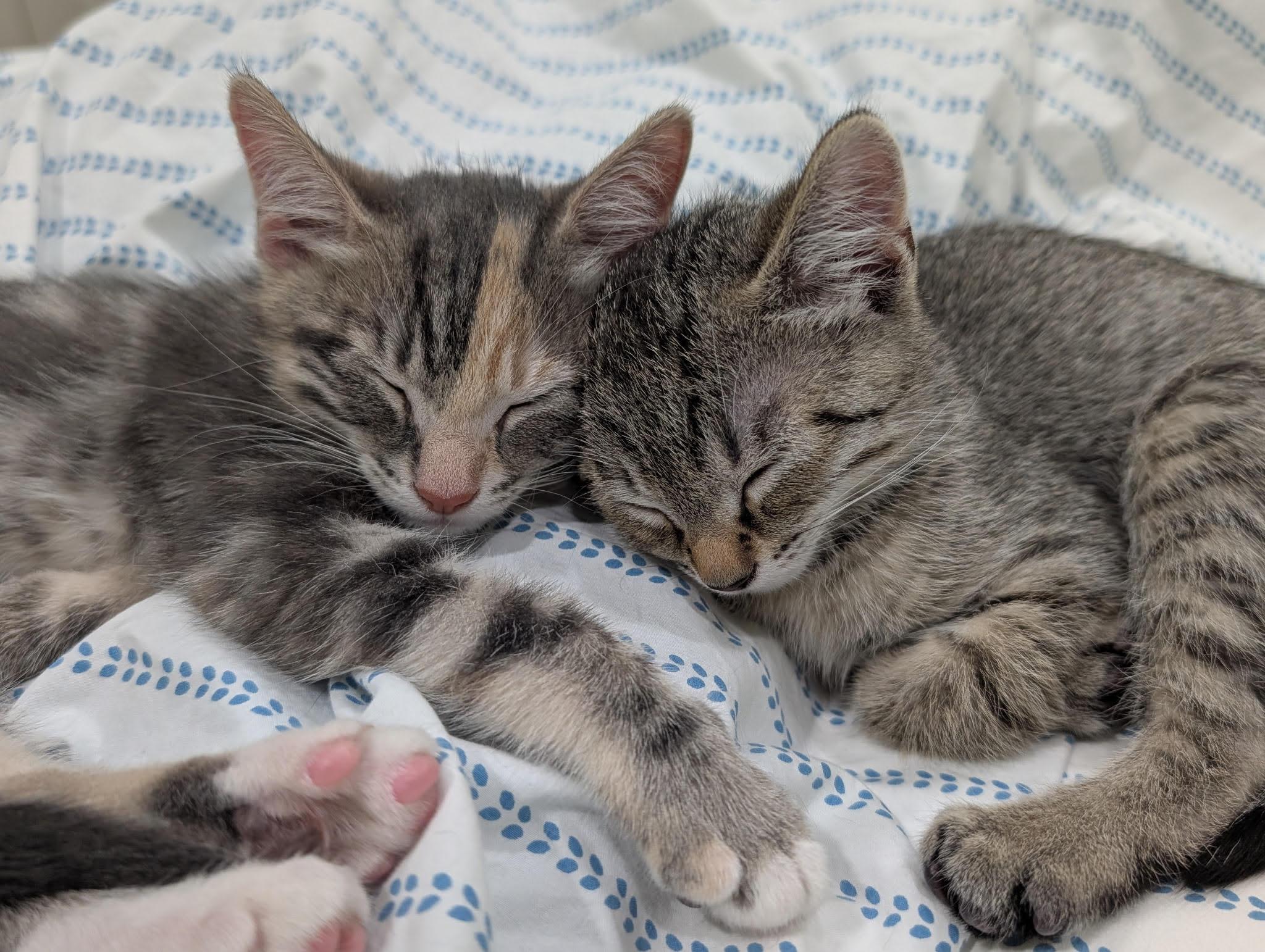 Enlarge Halsey and Hixon , an adopted Domestic Short Hair in Fairfax, VA image 1/6