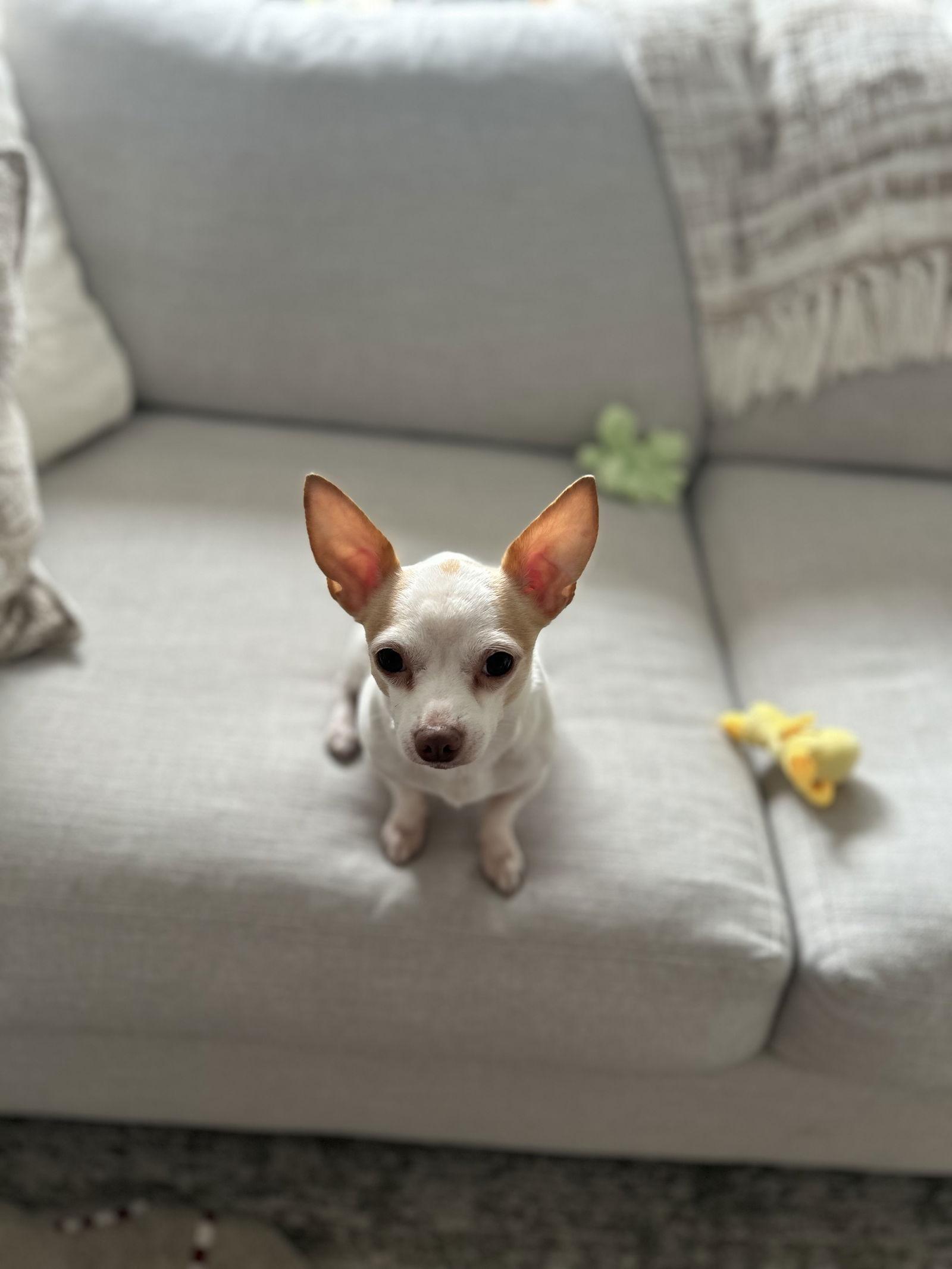 Mickey, a Adopted Chihuahua in Etobicoke, ON image 1/3