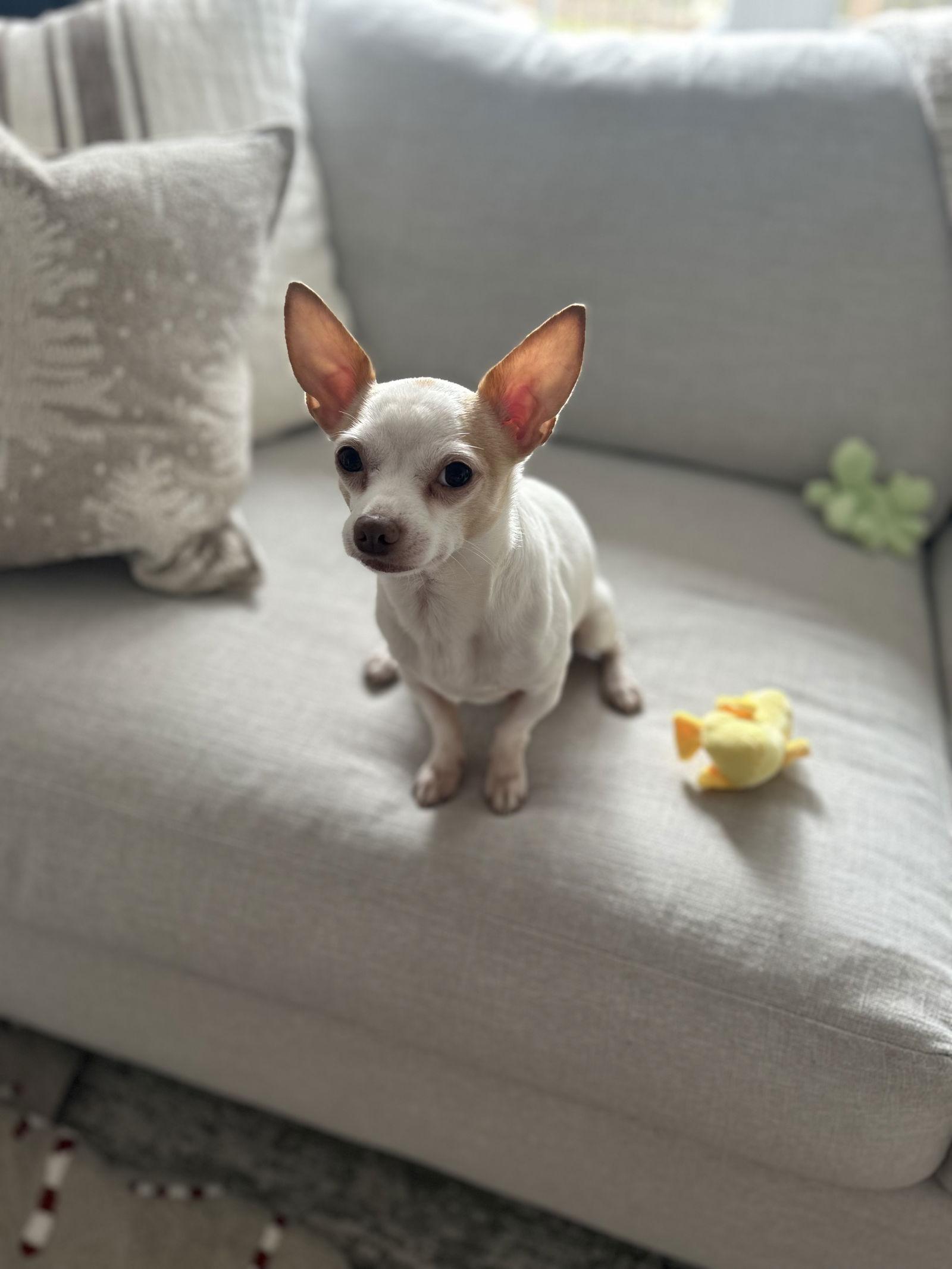 Mickey, a Adopted Chihuahua in Etobicoke, ON image 2/3