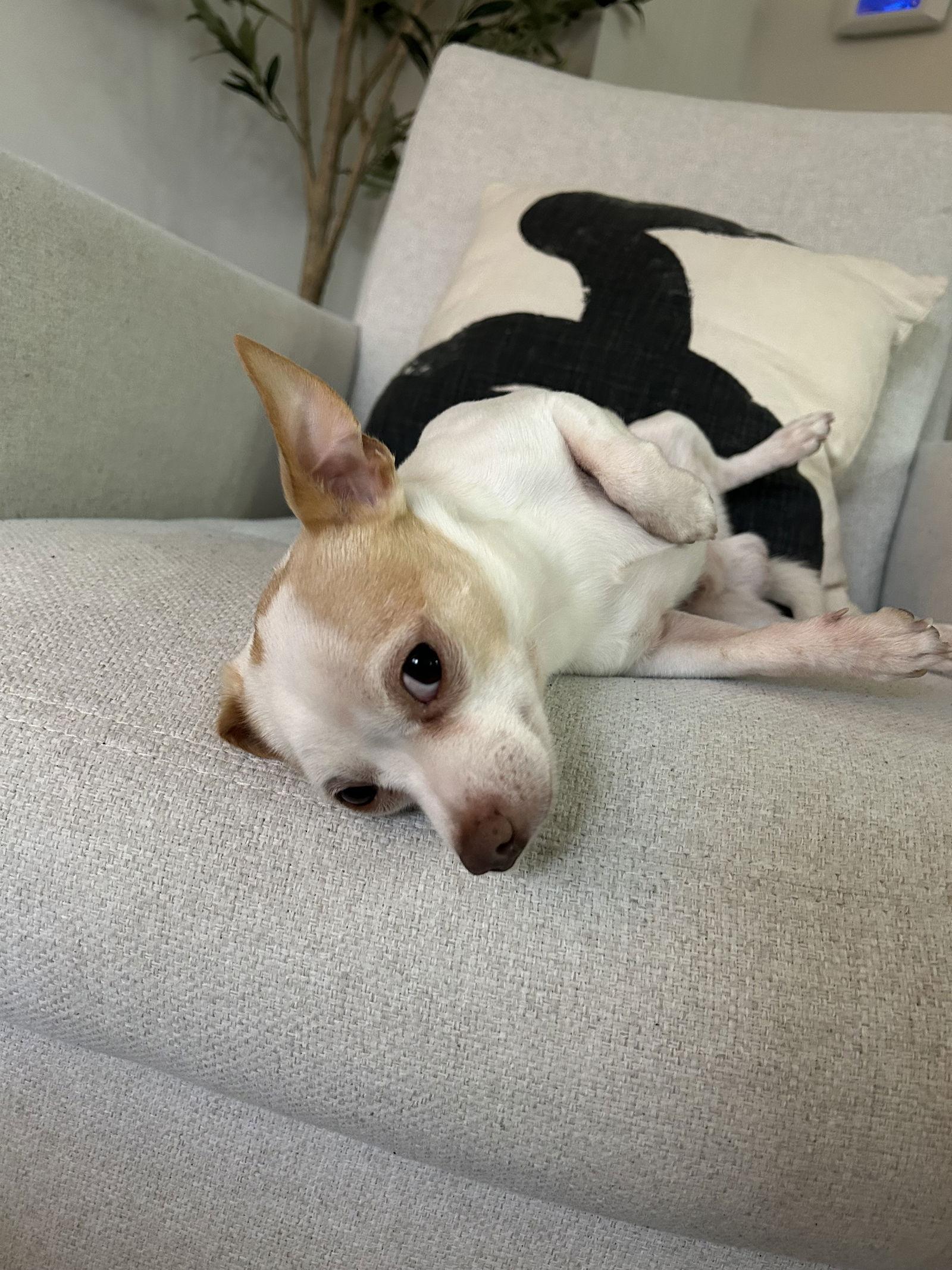 Mickey, a Adopted Chihuahua in Etobicoke, ON image 3/3