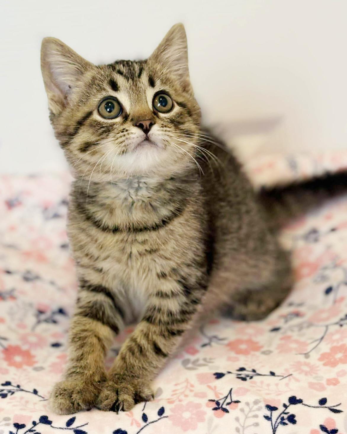 Our fosters are have so many kittens are now big enough to be adopted They are anywhere from 8 to