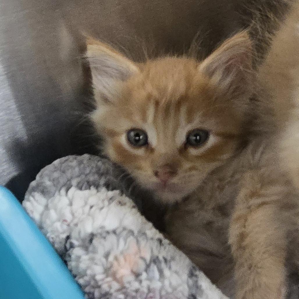 Enlarge Dweedle, a Adoptable Domestic Short Hair in Ashland, OR image 1/1