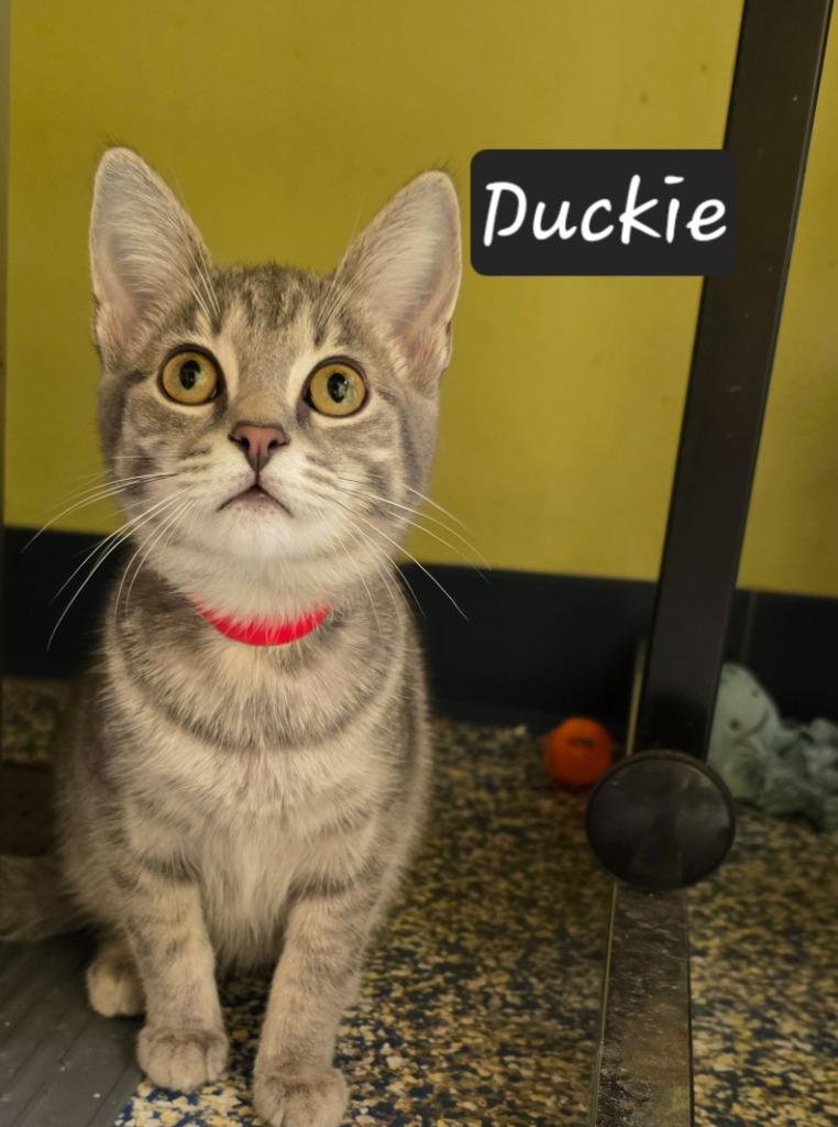 Duckie, Adoptable, Kitten Female Domestic Short Hair.