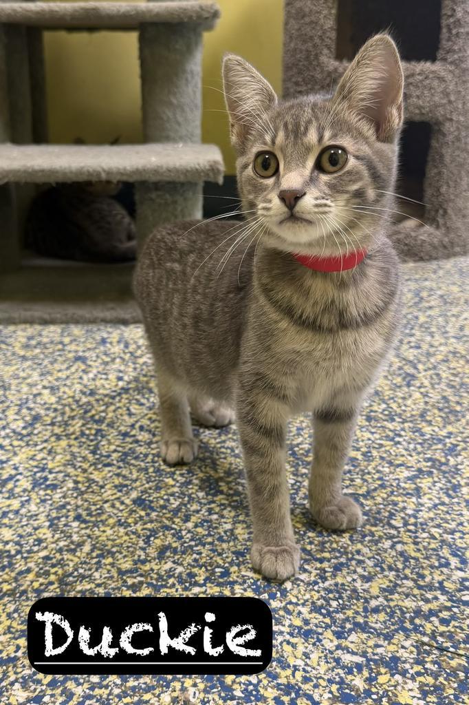 Enlarge Duckie, a Adoptable mixed breed in Maumelle, AR image 3/3