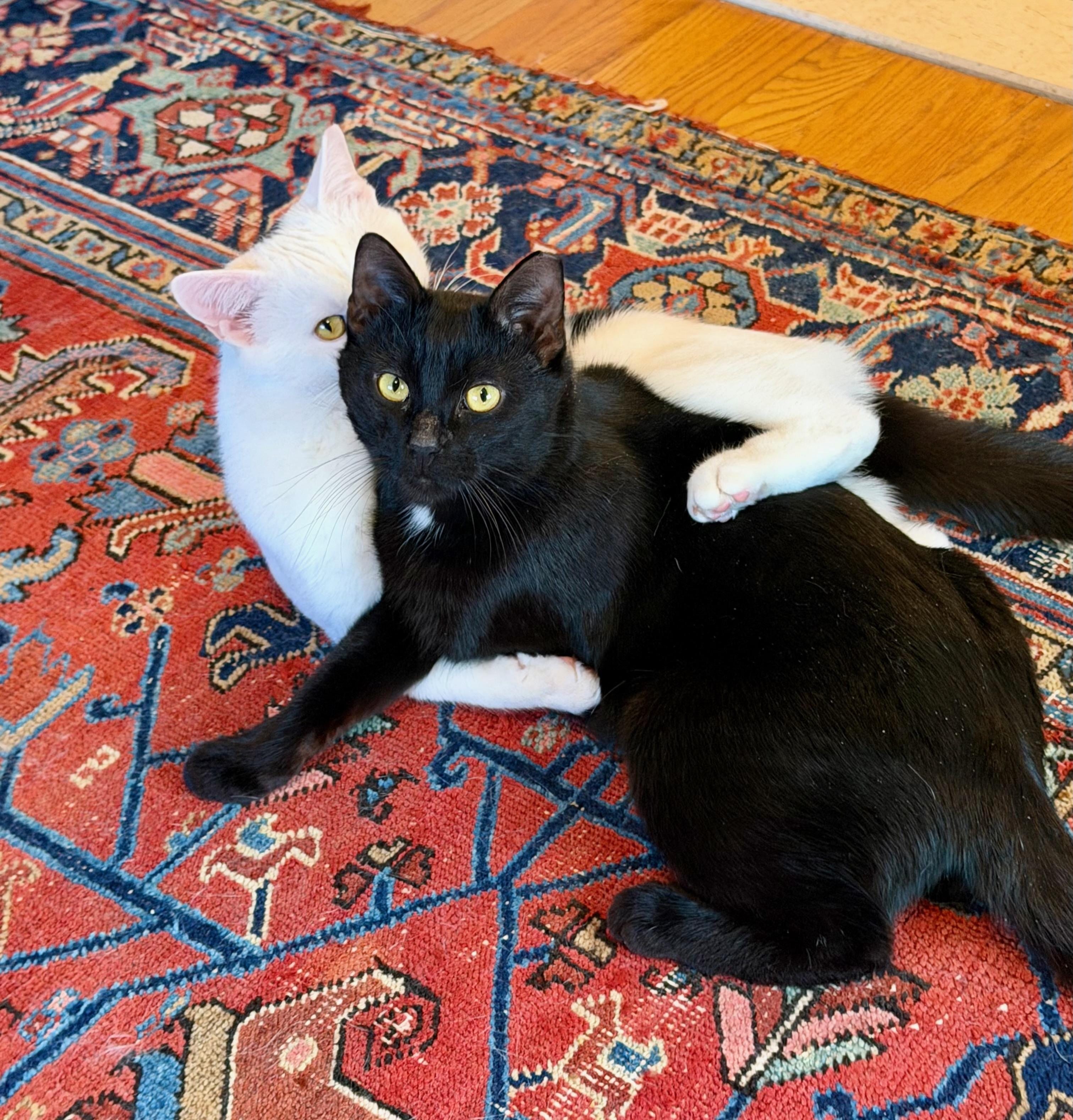 Enlarge Zephyr, a ADOPTABLE Domestic Short Hair in Manhasset, NY image 3/6