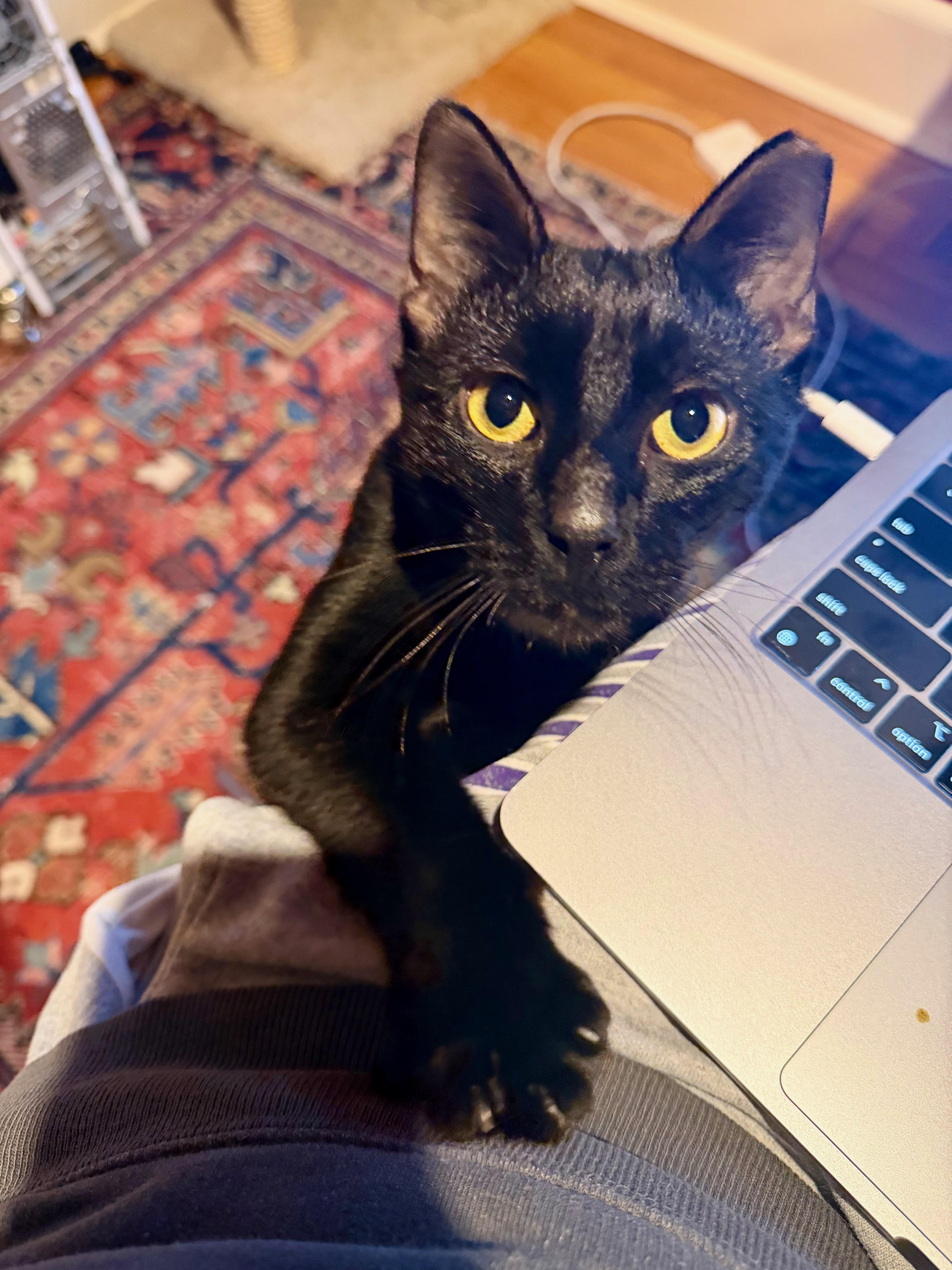 Enlarge Zephyr, a ADOPTABLE Domestic Short Hair in Manhasset, NY image 2/6