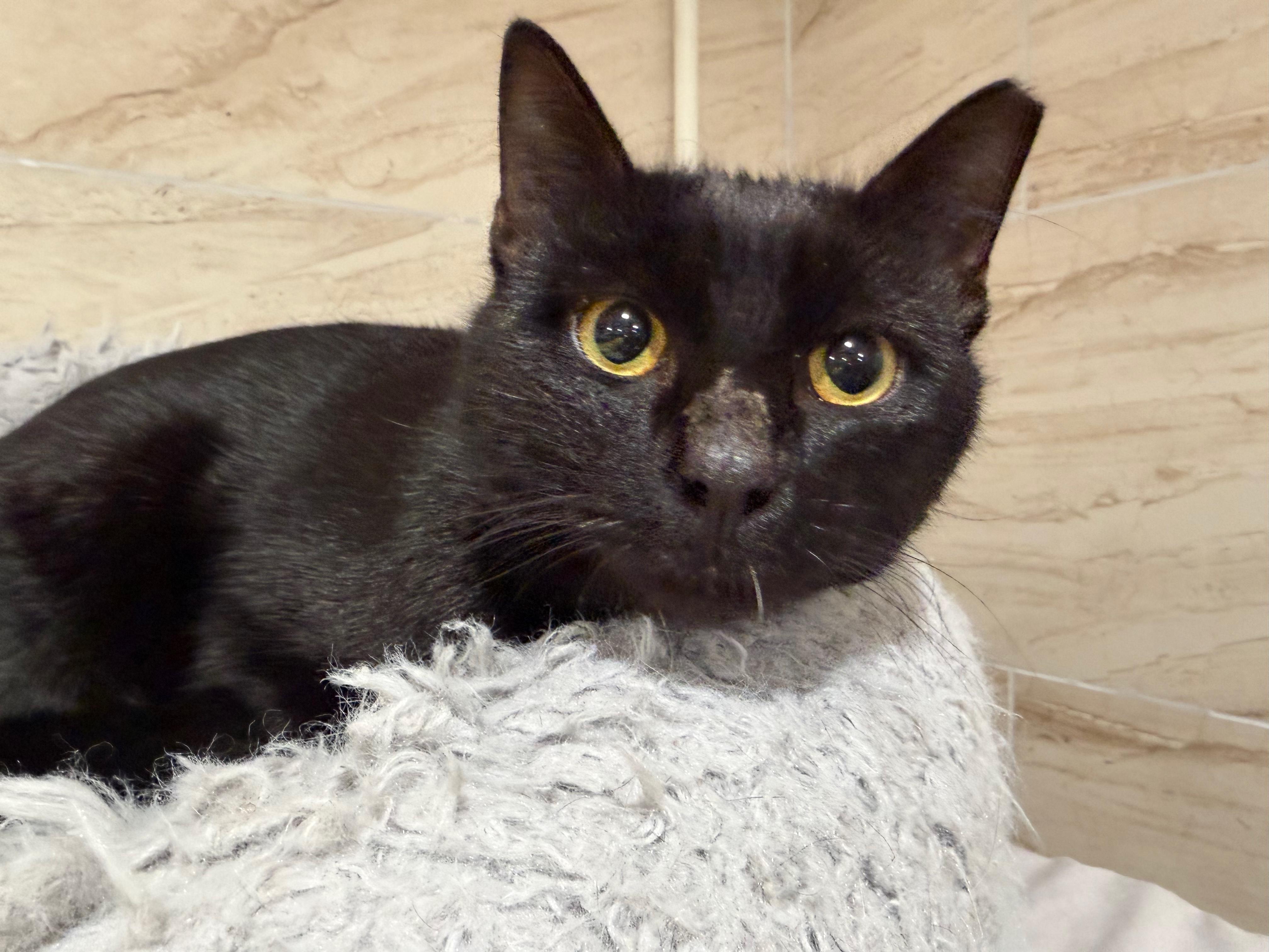 Zephyr, ADOPTABLE, Young Male Domestic Short Hair.