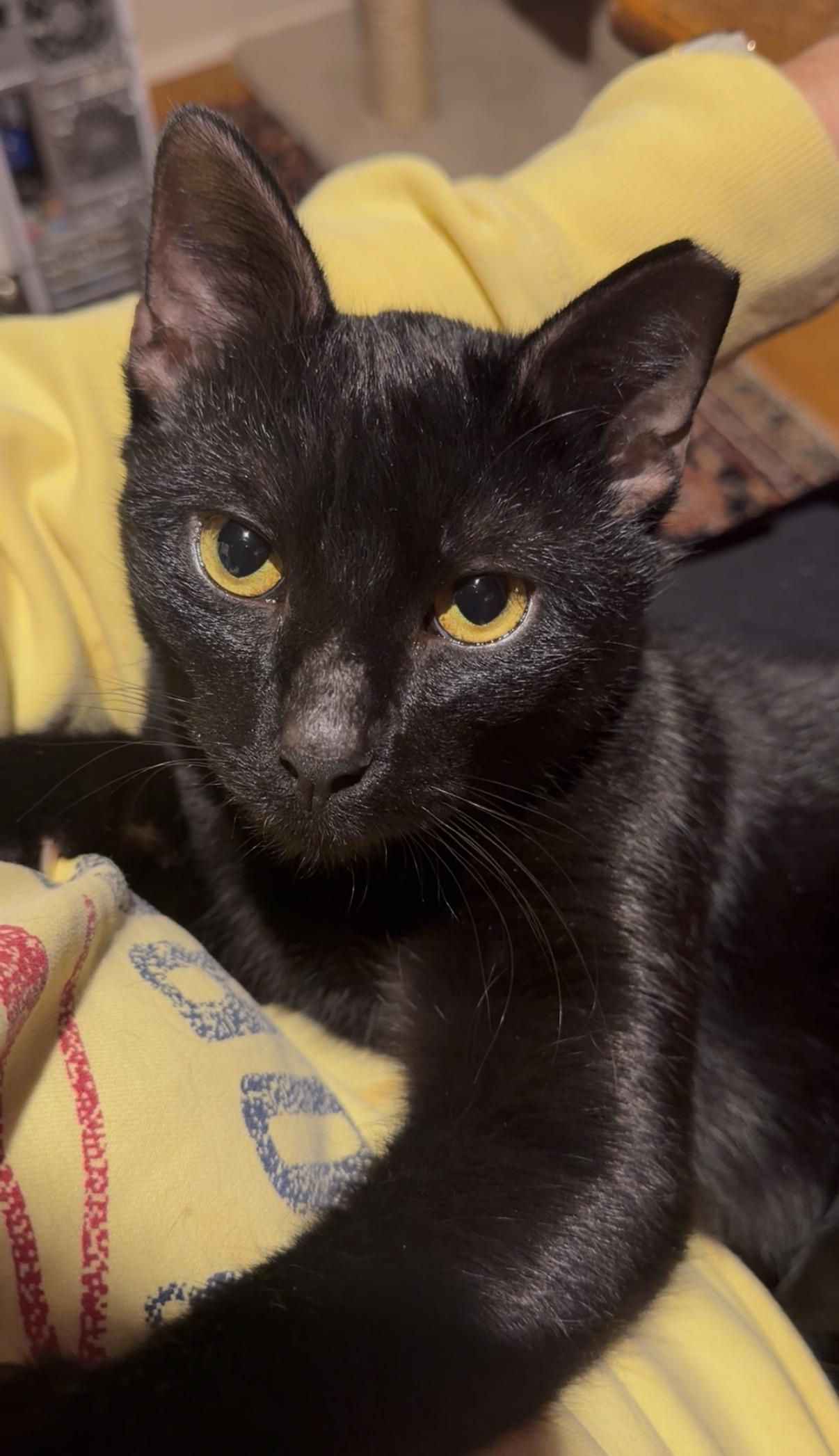 Enlarge Zephyr, a ADOPTABLE Domestic Short Hair in Manhasset, NY image 1/6