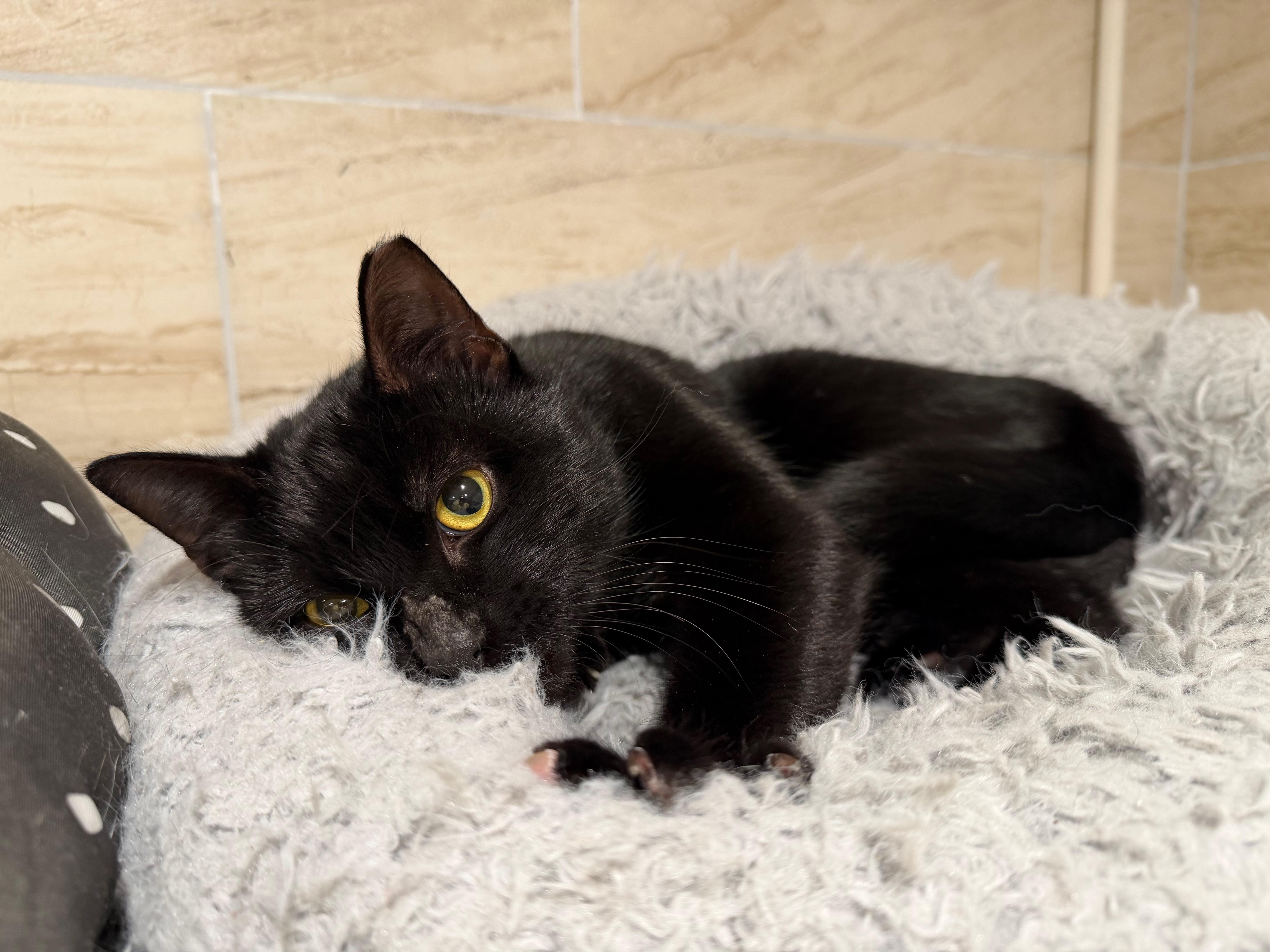 Enlarge Zephyr, a ADOPTABLE Domestic Short Hair in Manhasset, NY image 5/6