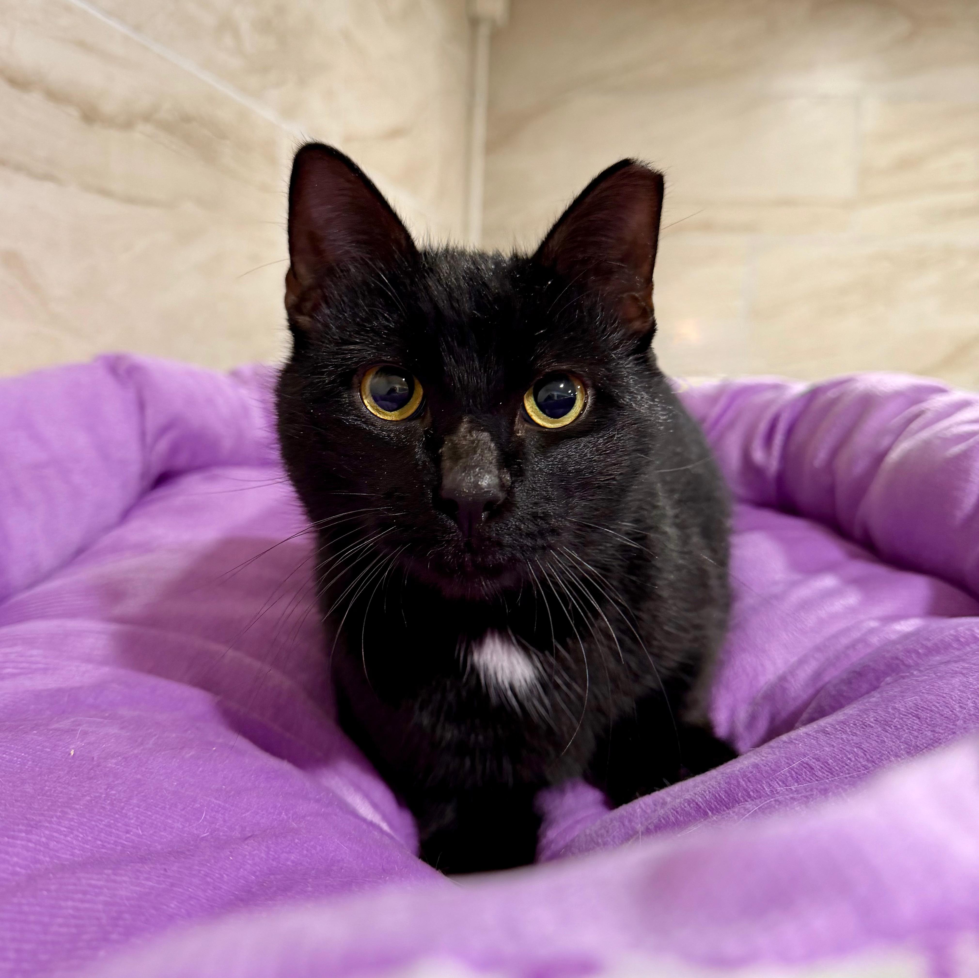 Enlarge Zephyr, a ADOPTABLE Domestic Short Hair in Manhasset, NY image 6/6