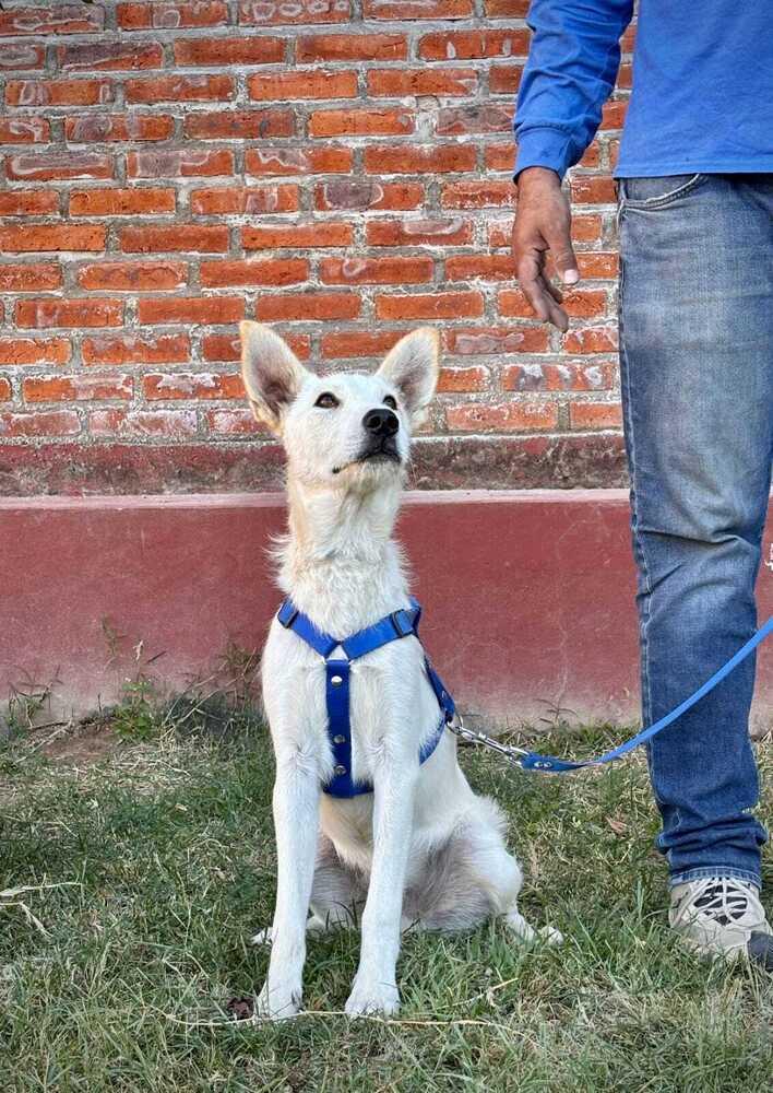 Clifford, a Adoptable mixed breed in Gig Harbor, WA image 1/5
