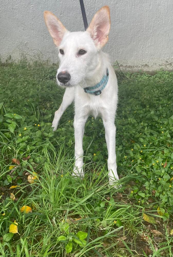 Clifford, a Adoptable mixed breed in Gig Harbor, WA image 3/5