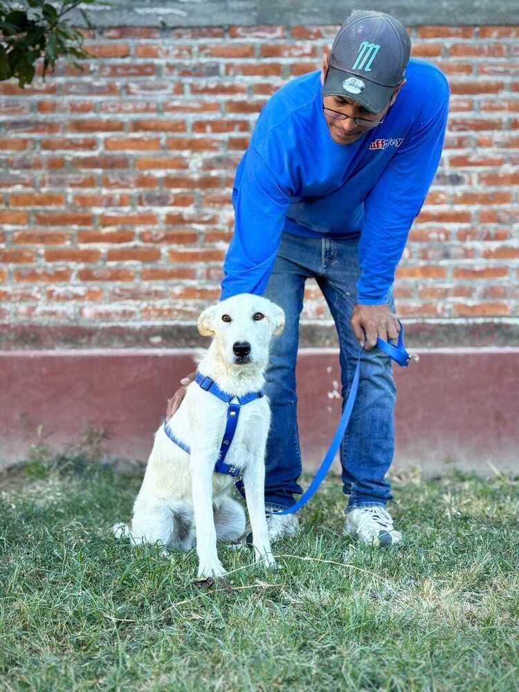 Clifford, a Adoptable mixed breed in Gig Harbor, WA image 5/5