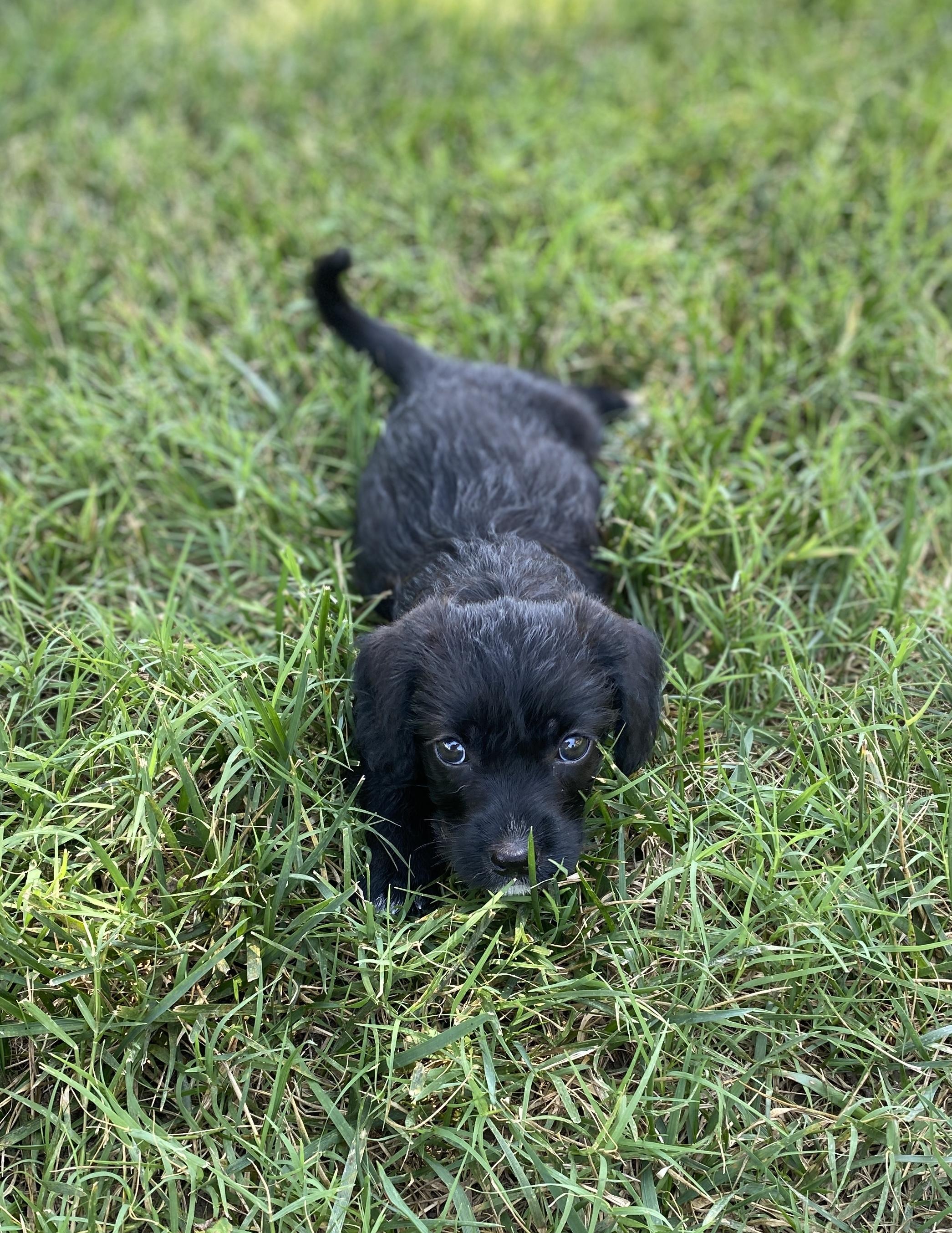 Norman, a Adopted mixed breed in Lancaster, SC image 4/6