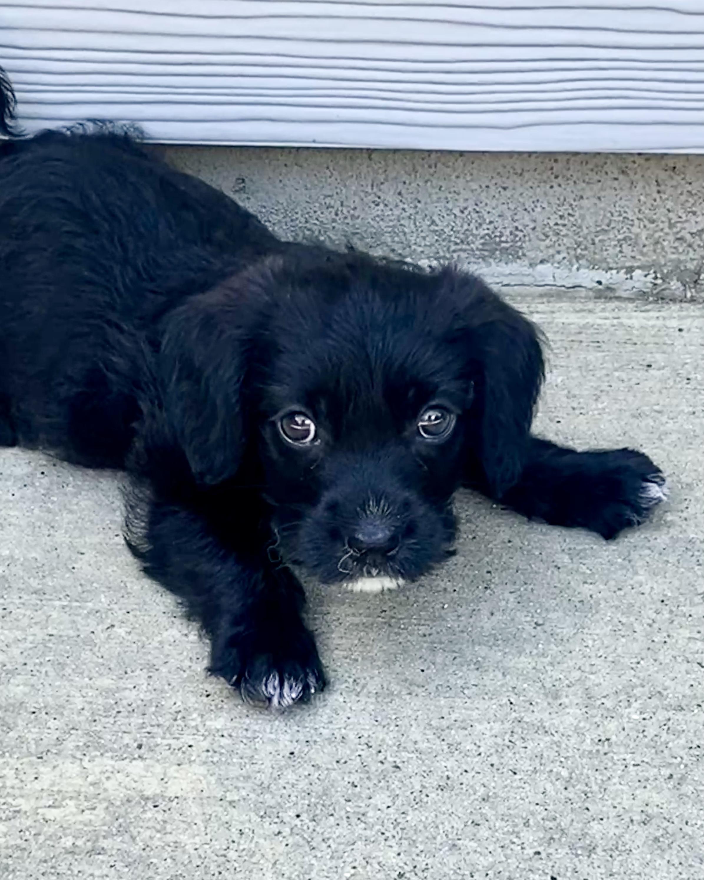 Norman, a Adopted mixed breed in Lancaster, SC image 5/6