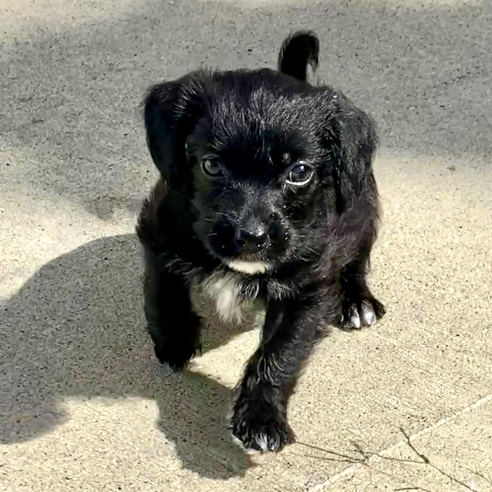 Norman, a Adopted mixed breed in Lancaster, SC image 1/6