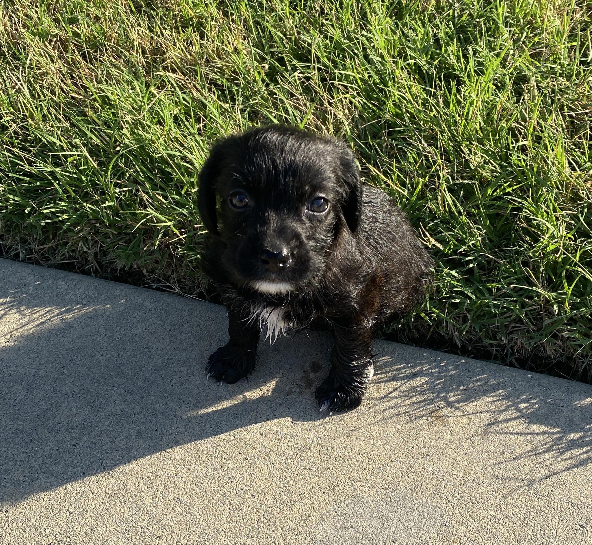 Norman, a Adopted mixed breed in Lancaster, SC image 3/6