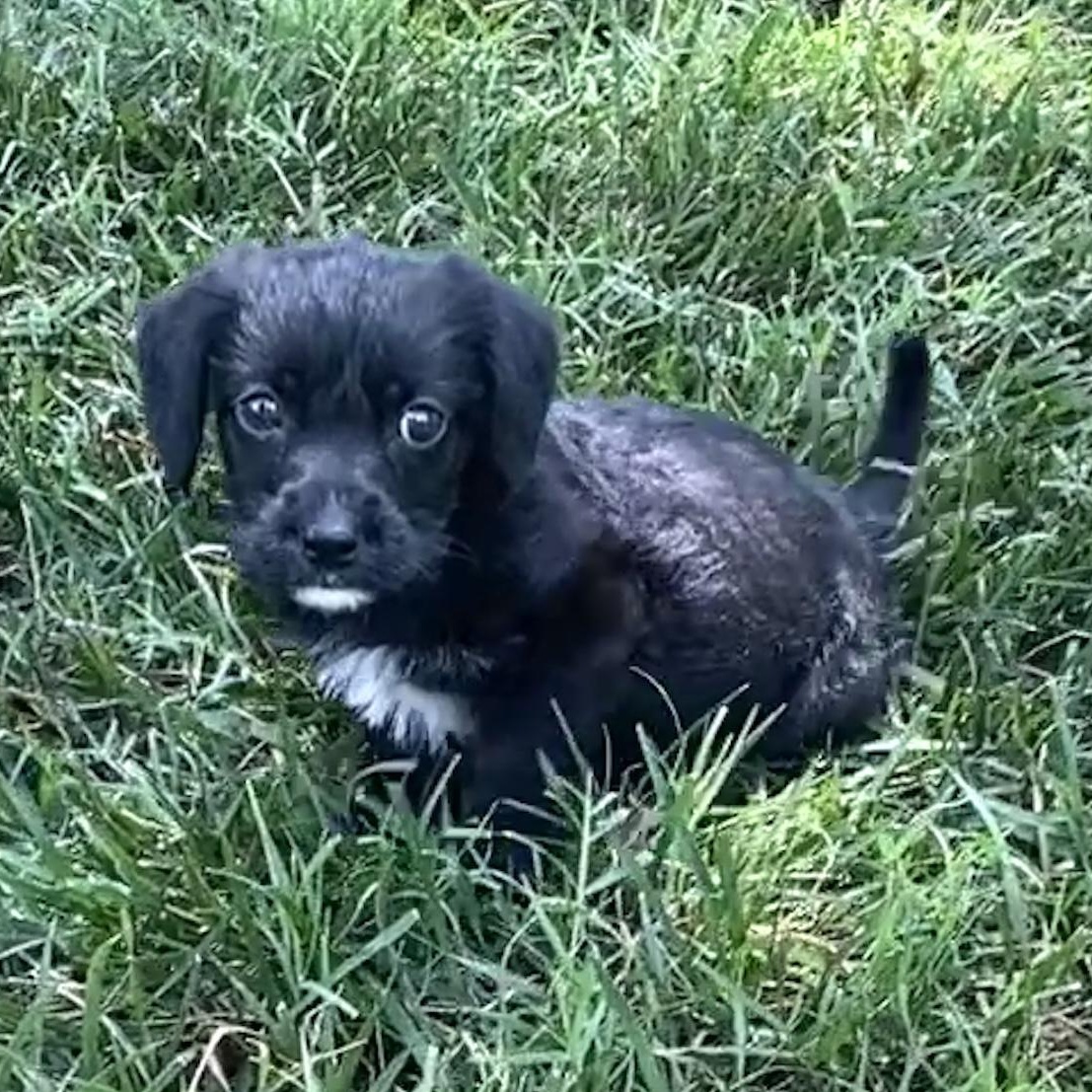 Norman, a Adopted mixed breed in Lancaster, SC image 6/6
