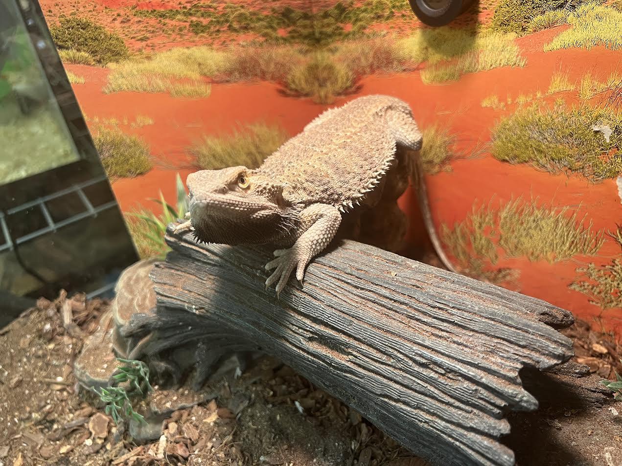 Enlarge Drogo, a Adoptable Bearded Dragon in South Elgin, IL image 3/3