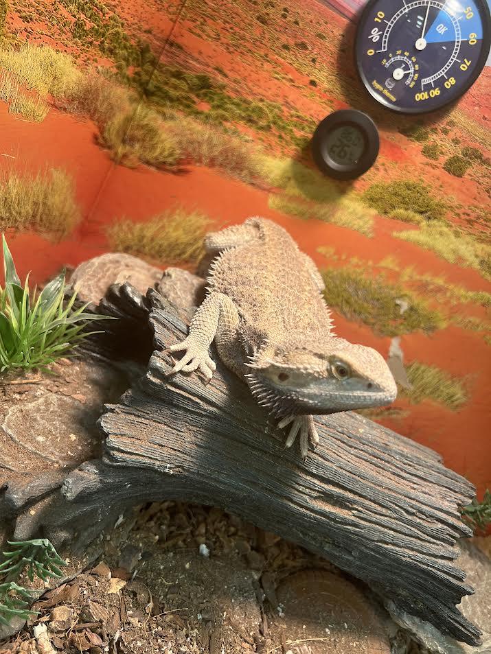 Enlarge Drogo, a Adoptable Bearded Dragon in South Elgin, IL image 2/3