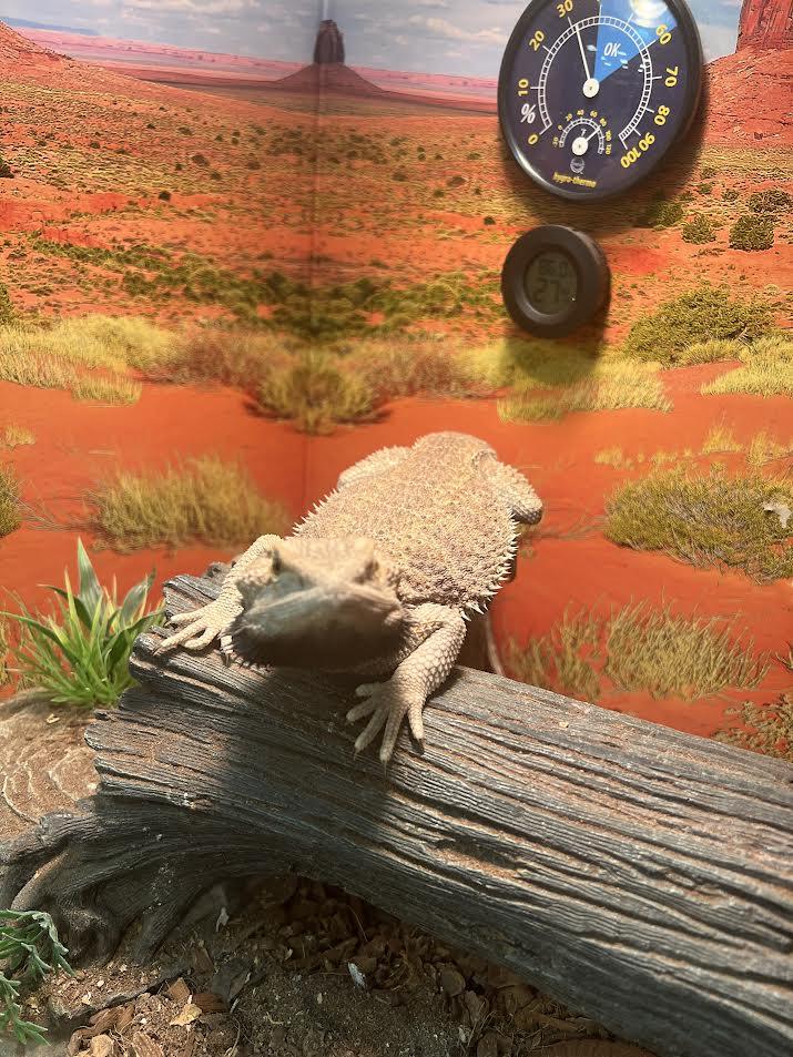 Drogo, Adoptable, Adult Male Bearded Dragon.