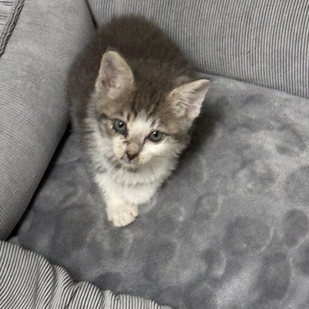 Enlarge Jeffie, a Adoptable Domestic Short Hair in Eureka Springs, AR image 1/3